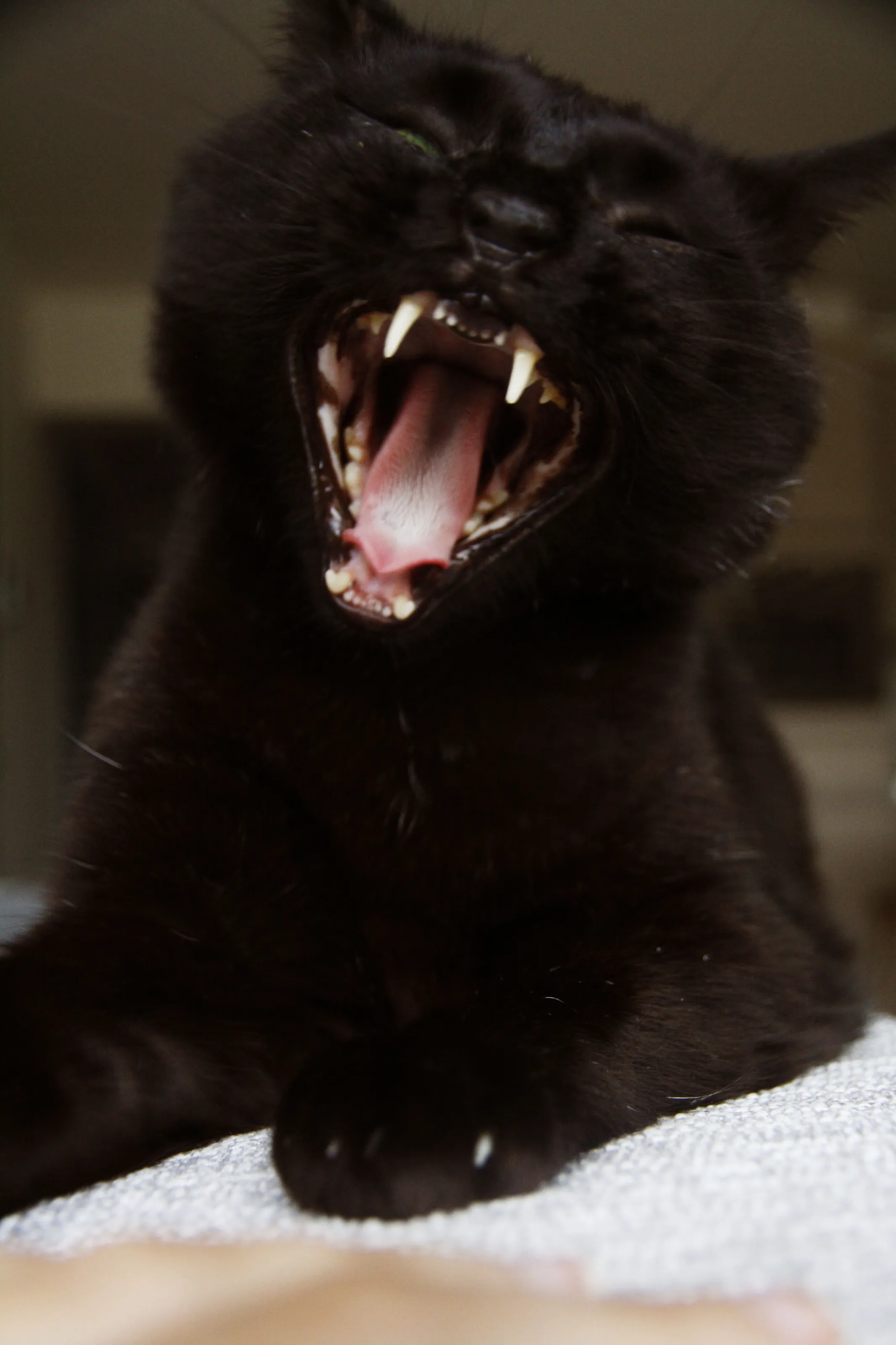 Hear me roar