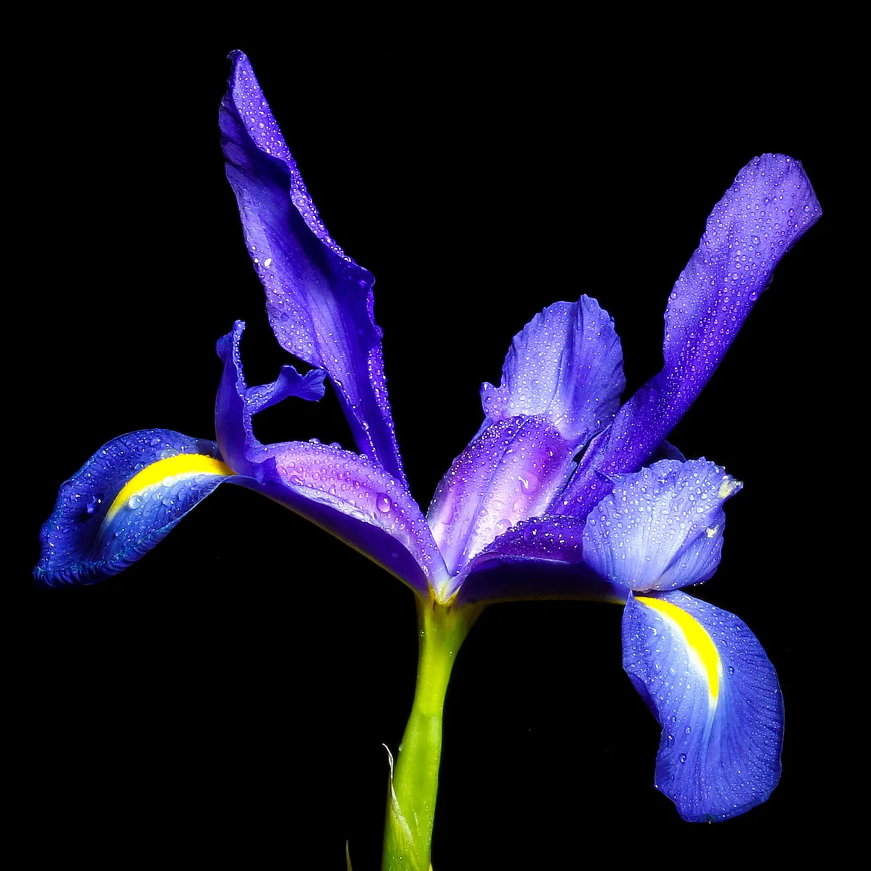 Entry 25682684