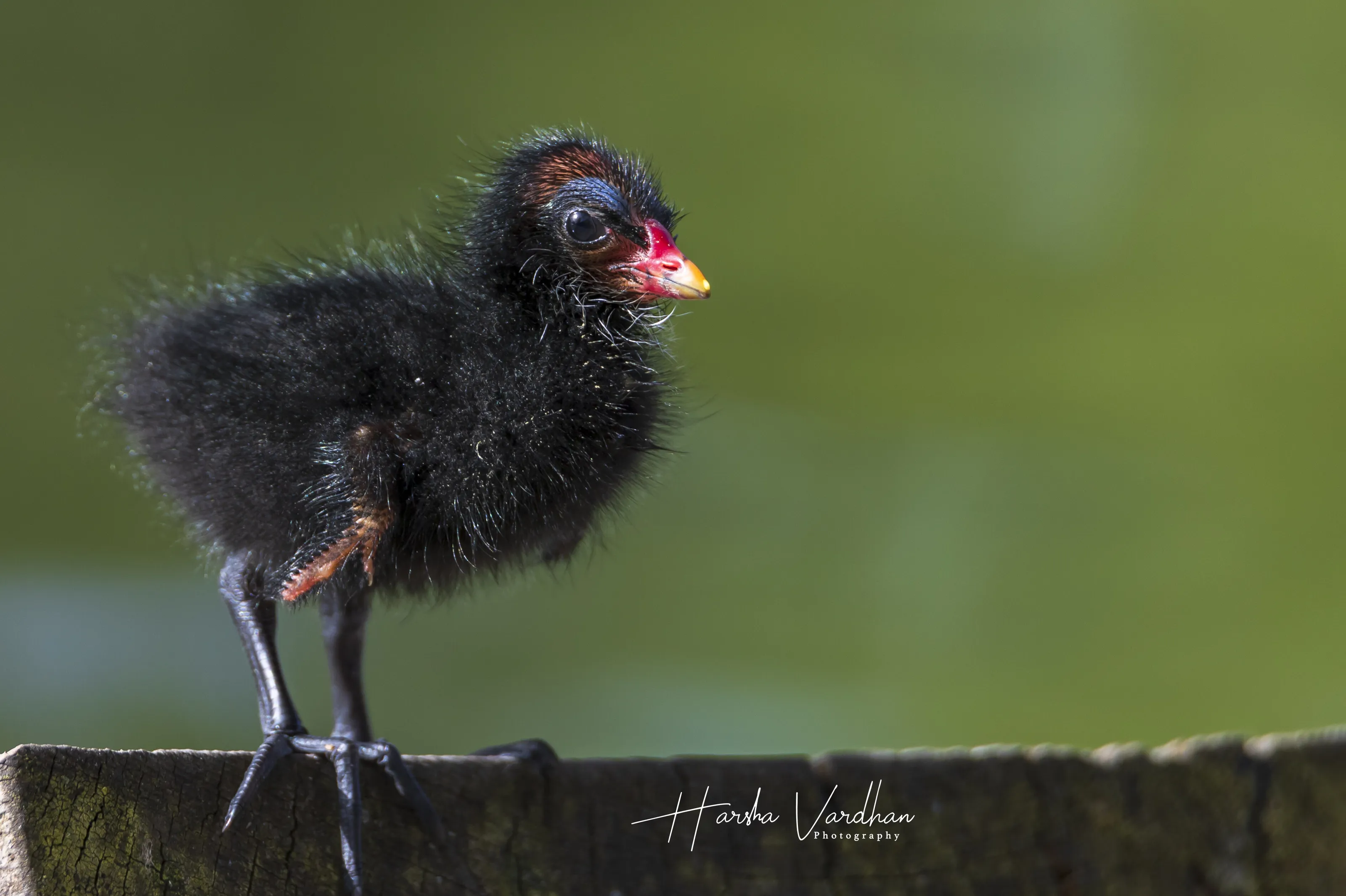 Common Moorhen chick - Gallinula chloropus - Gallinule poule d'eau