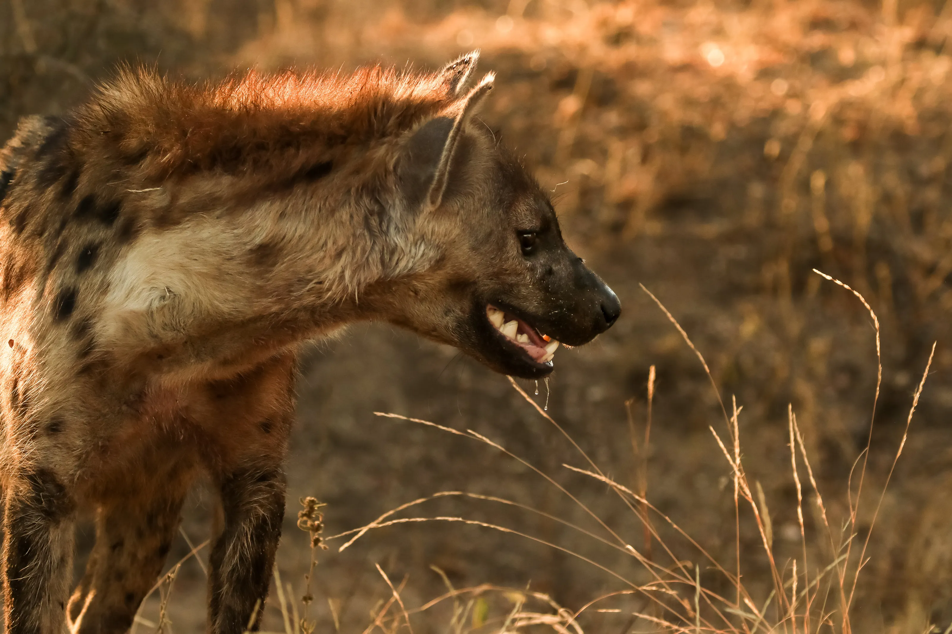 Hunting
