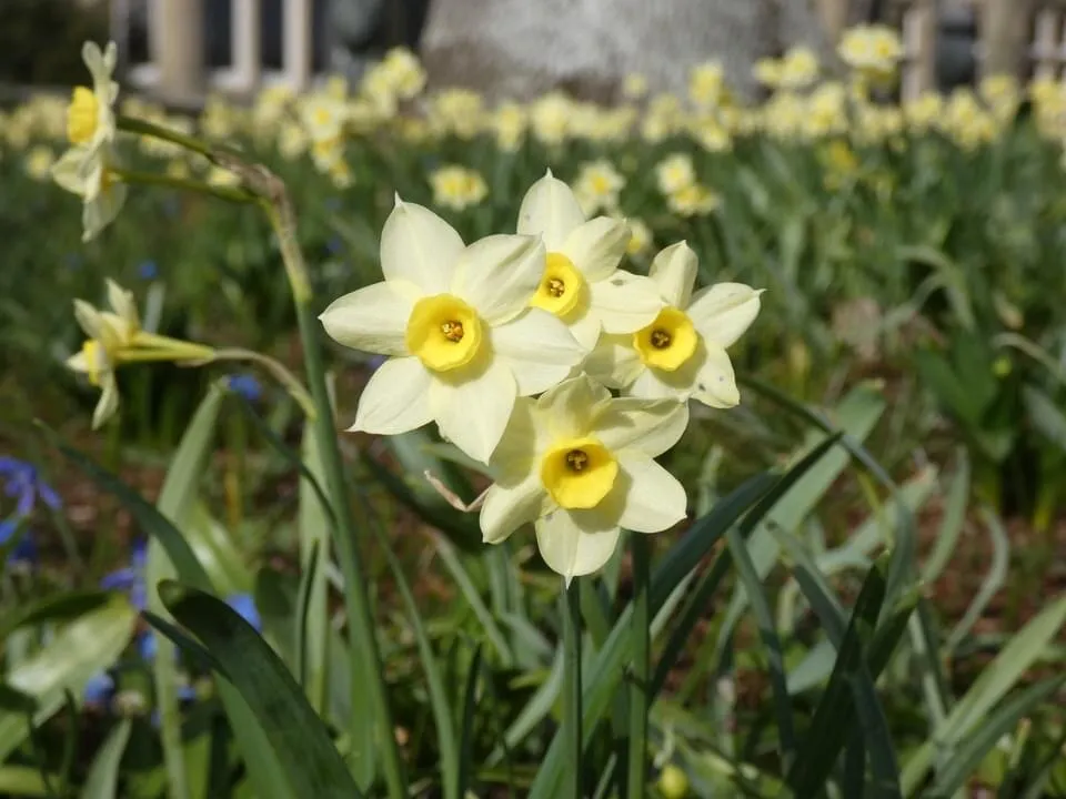 Tiny daffodils, a taste of freedom