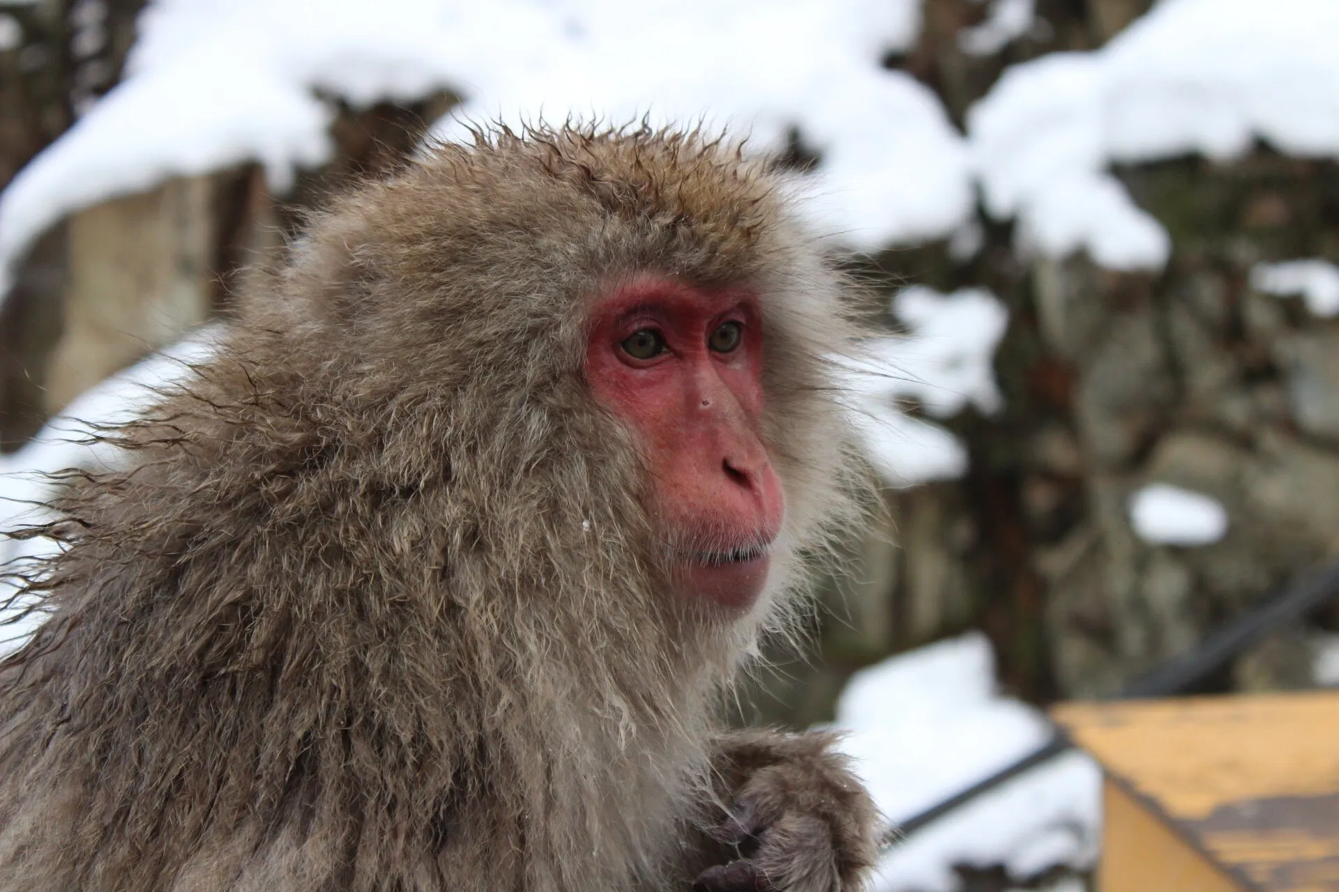 The monkey