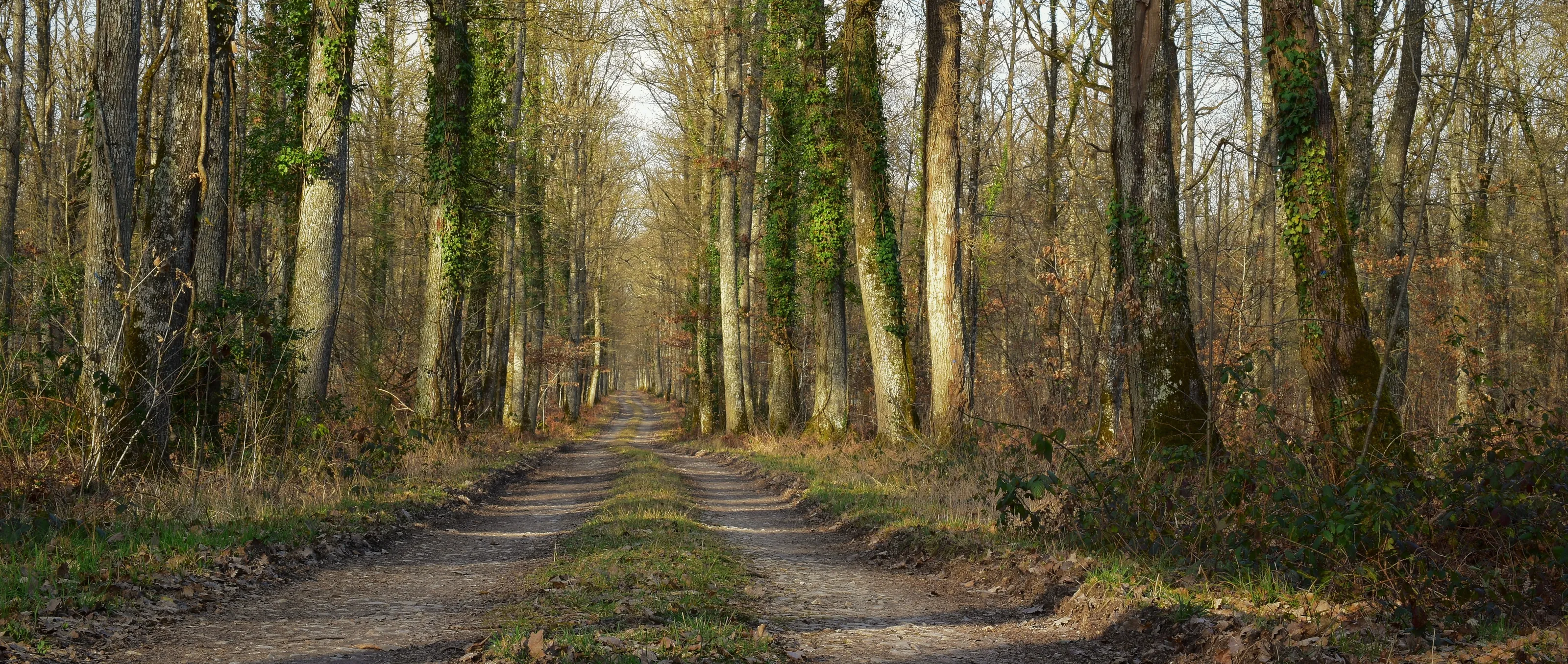 Into The Woods