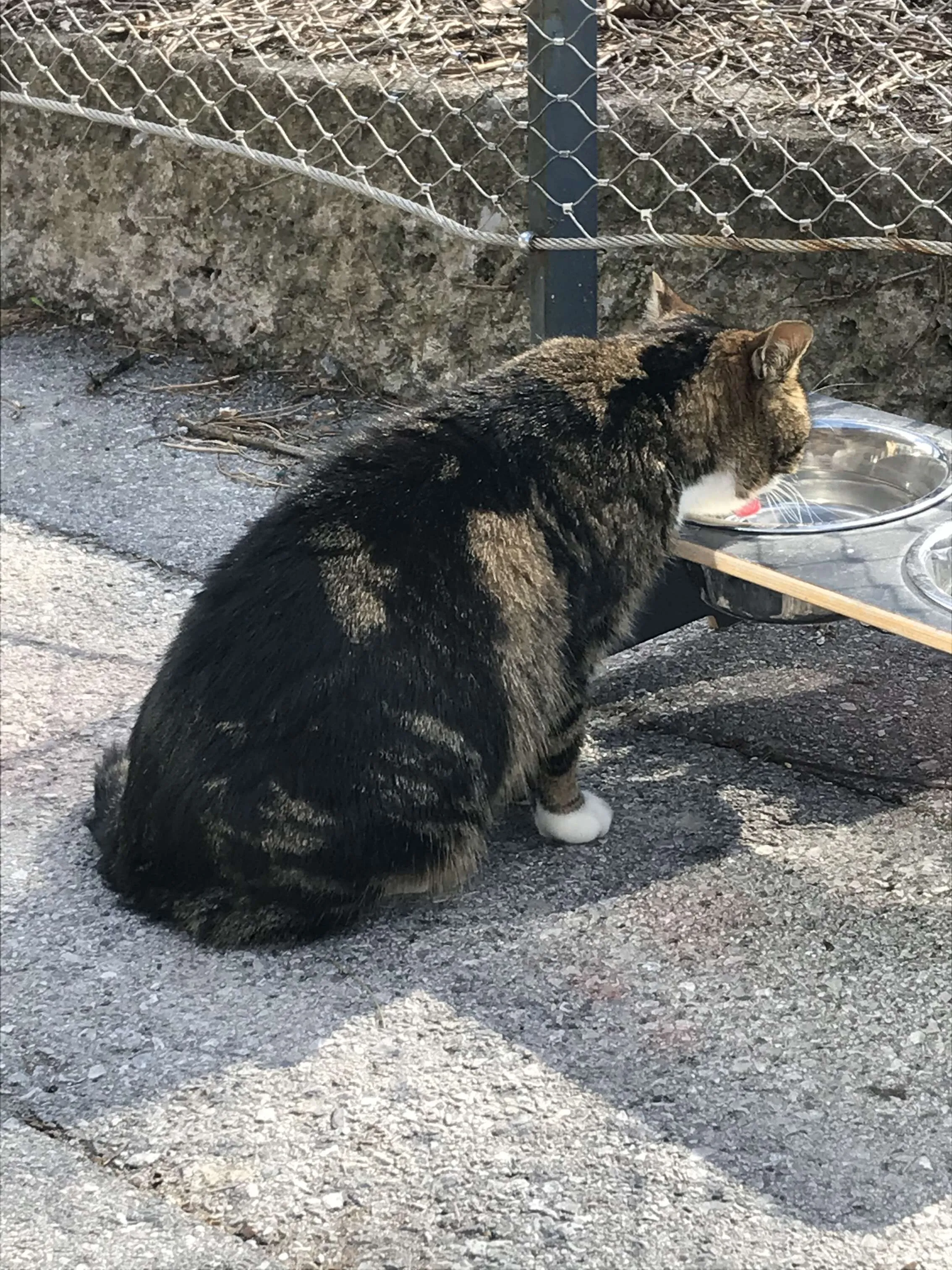 Drinking cat