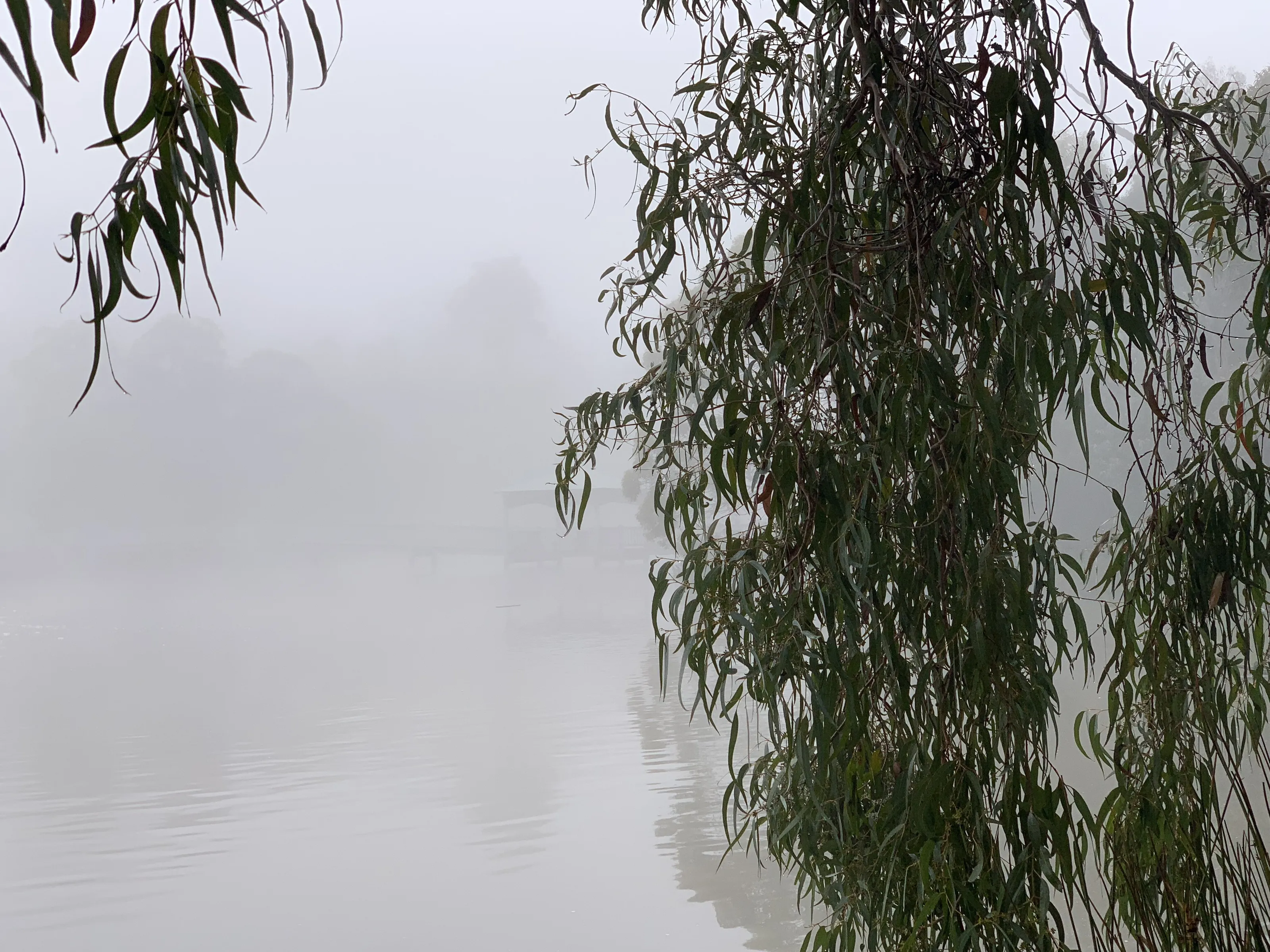 Suburban Lake Winter Fog Morning