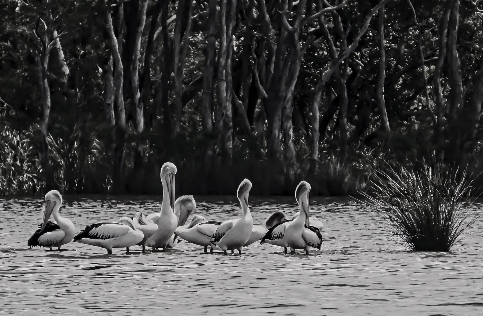The Pelican Brief