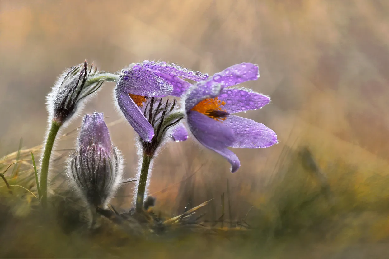 spring