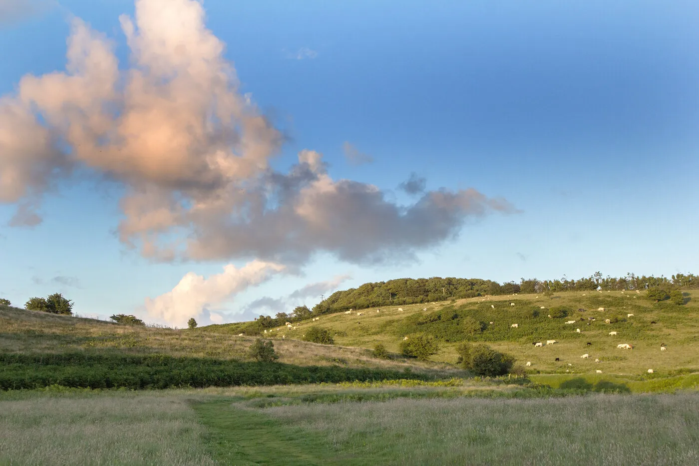 Grazing Lands