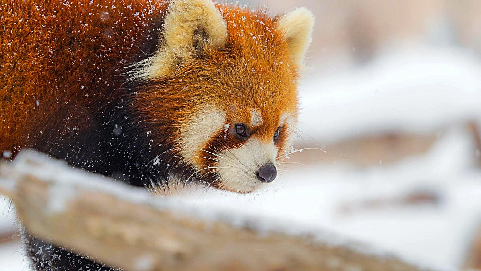 Sniff Sniff, Where's my food?