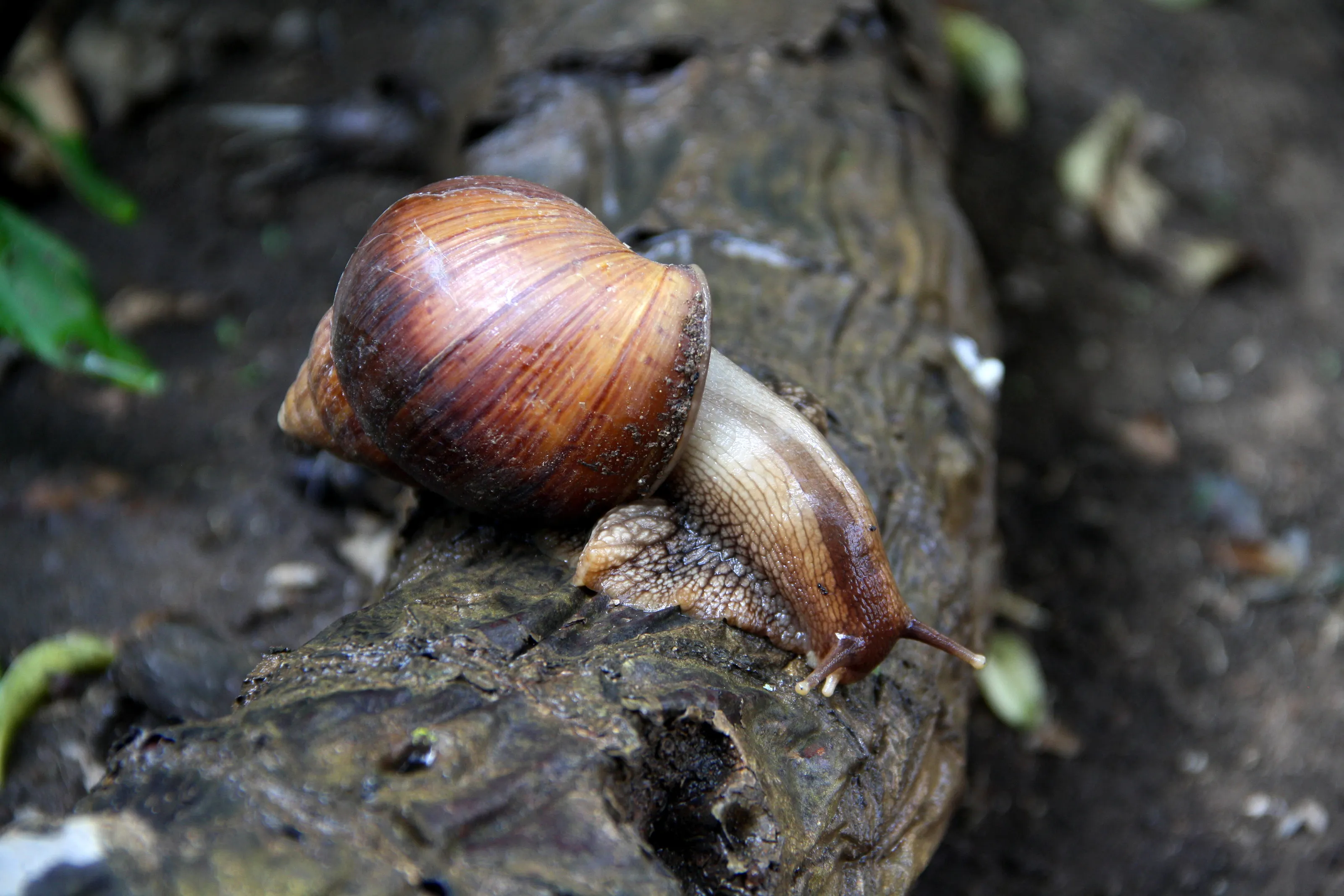 Backyard snail