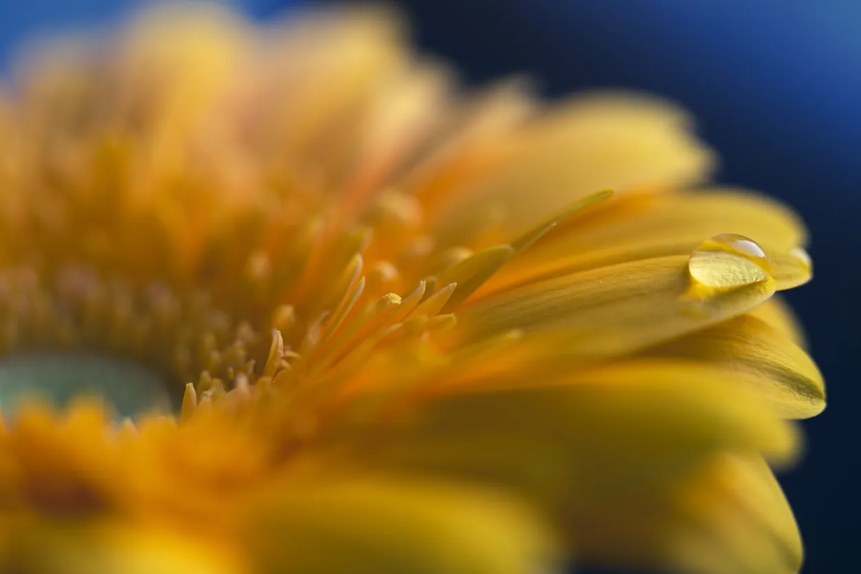 Droplet on a gerbera
