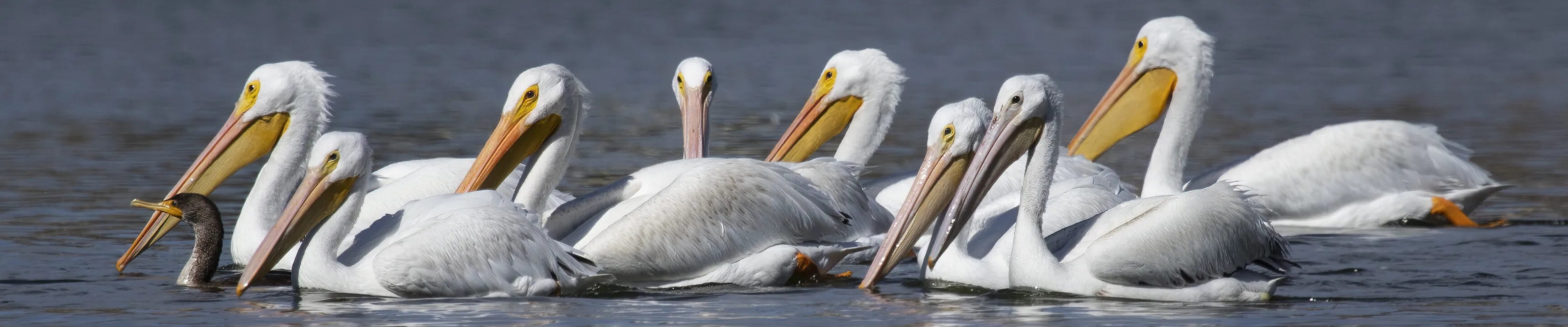 Hey, who put the cormorant in charge?