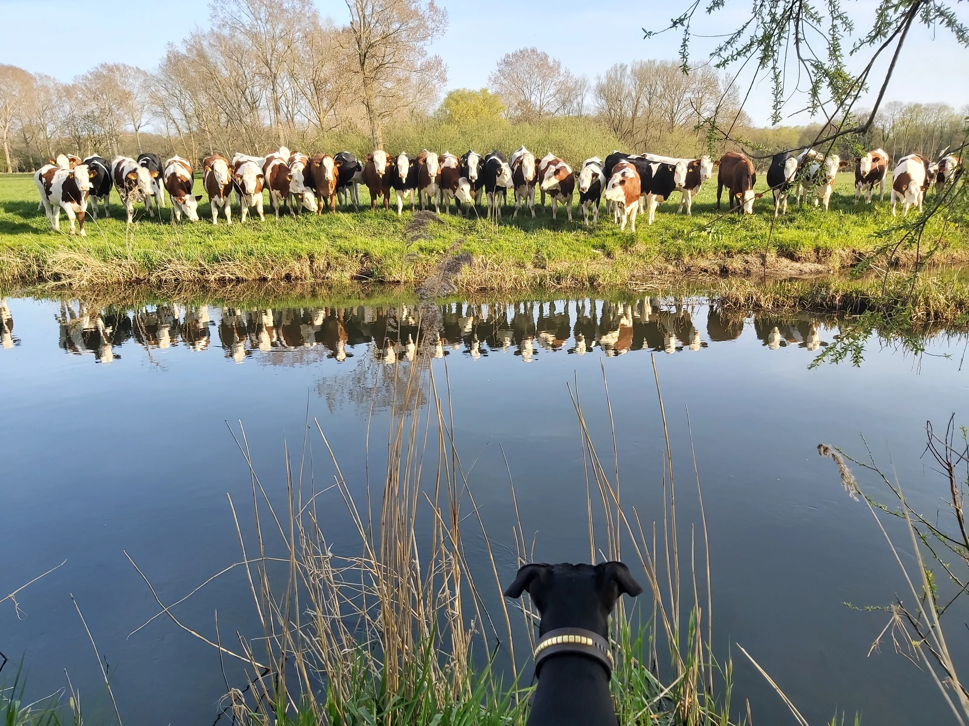 G and the cows