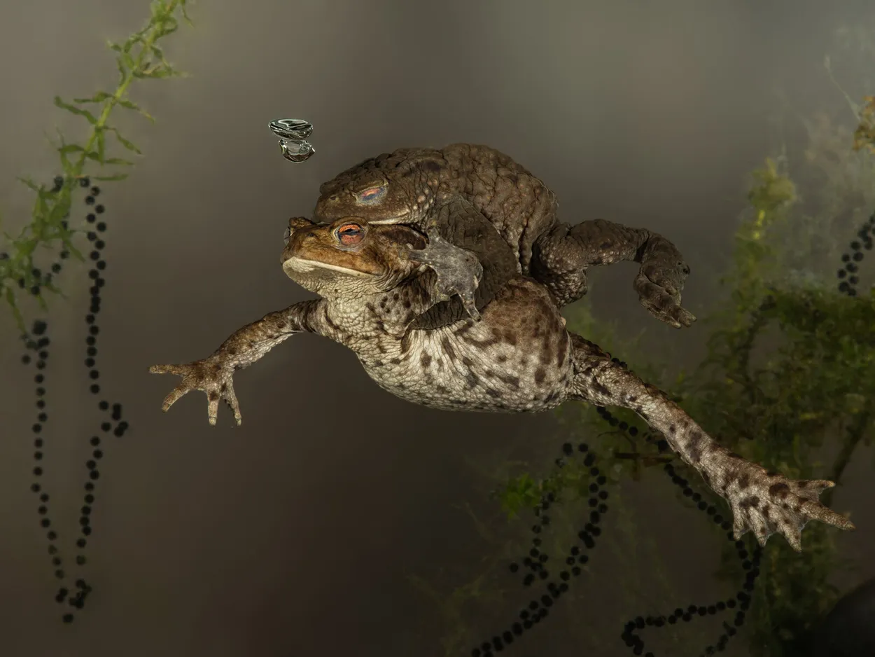 Entry 4345172