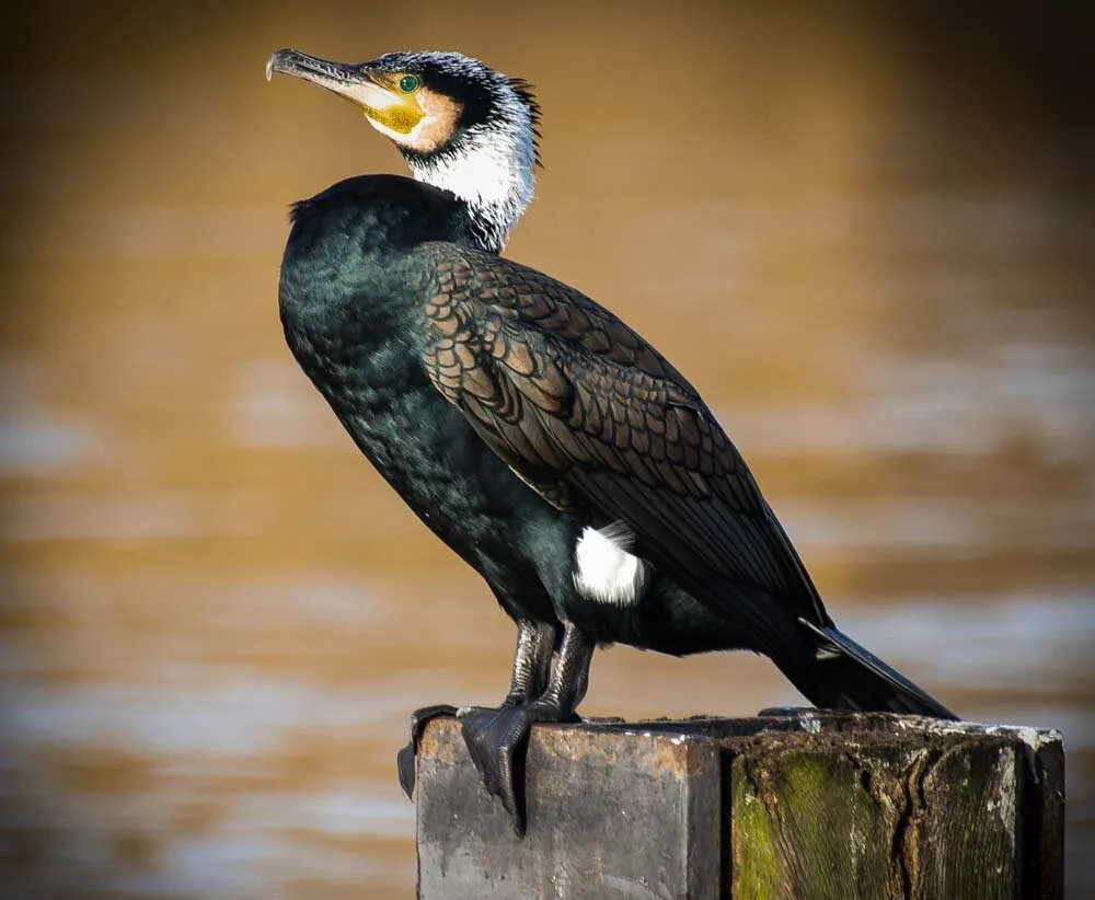 The Great Cormorant