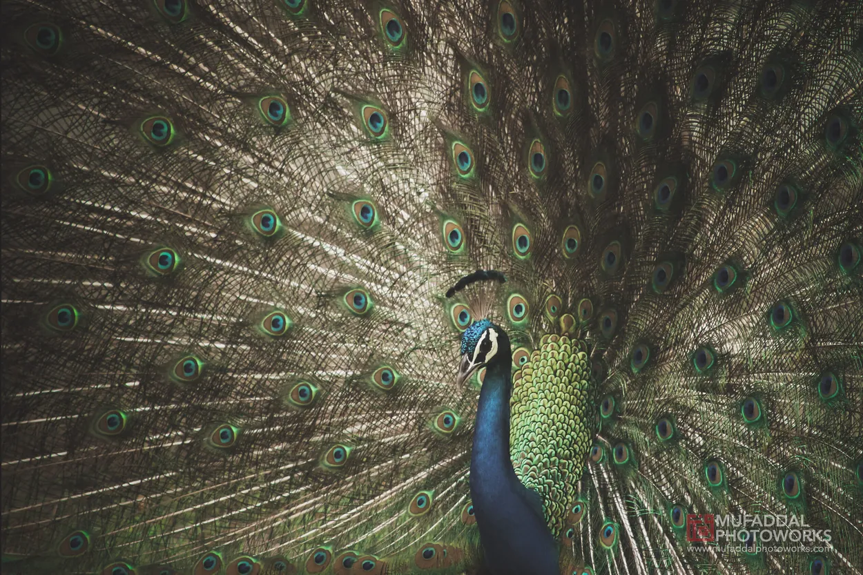Entry 9221292