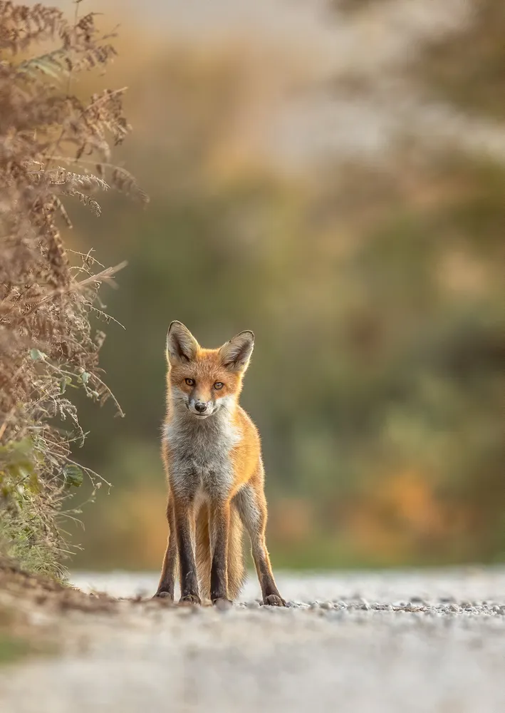 Rural Fox