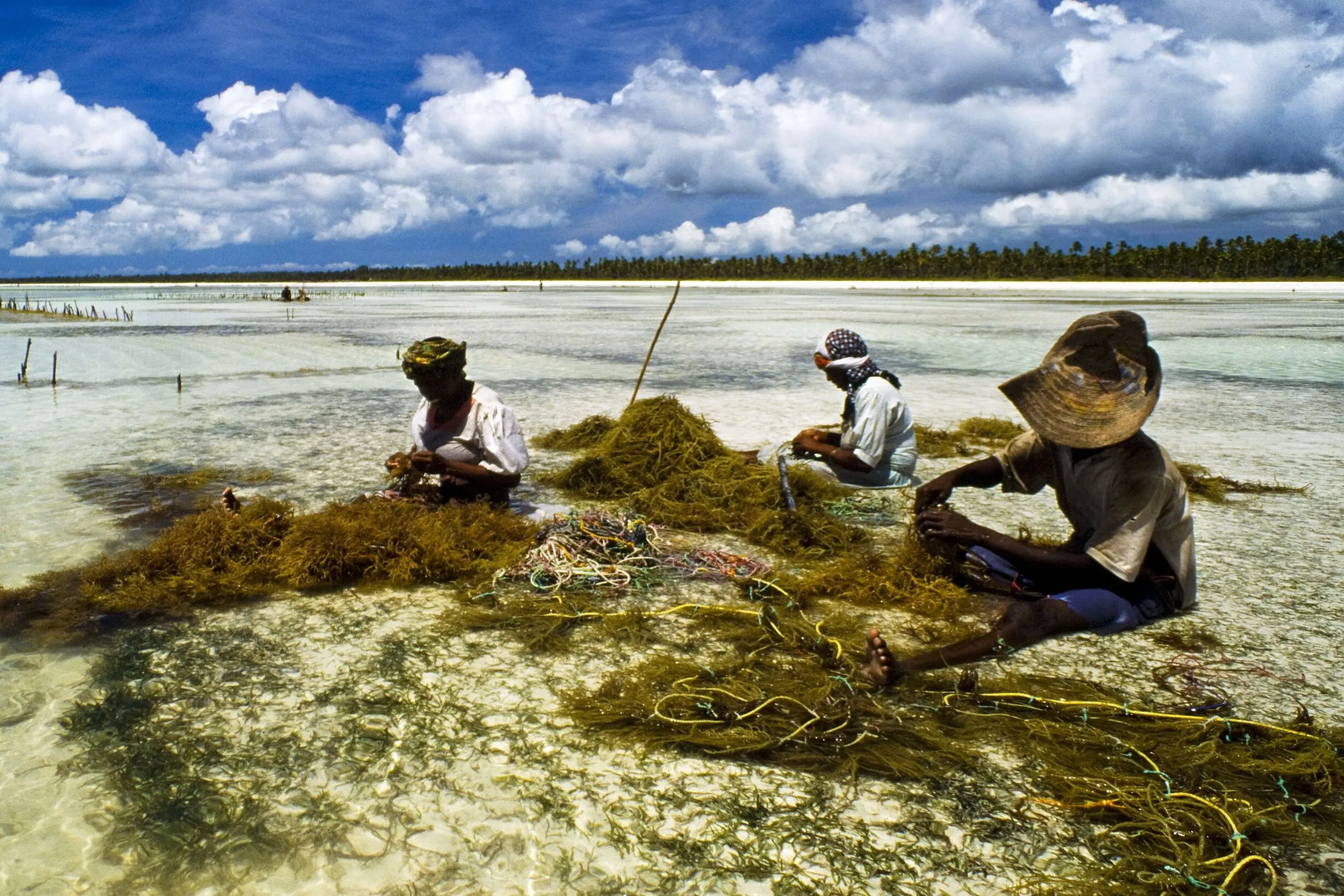 algae growers