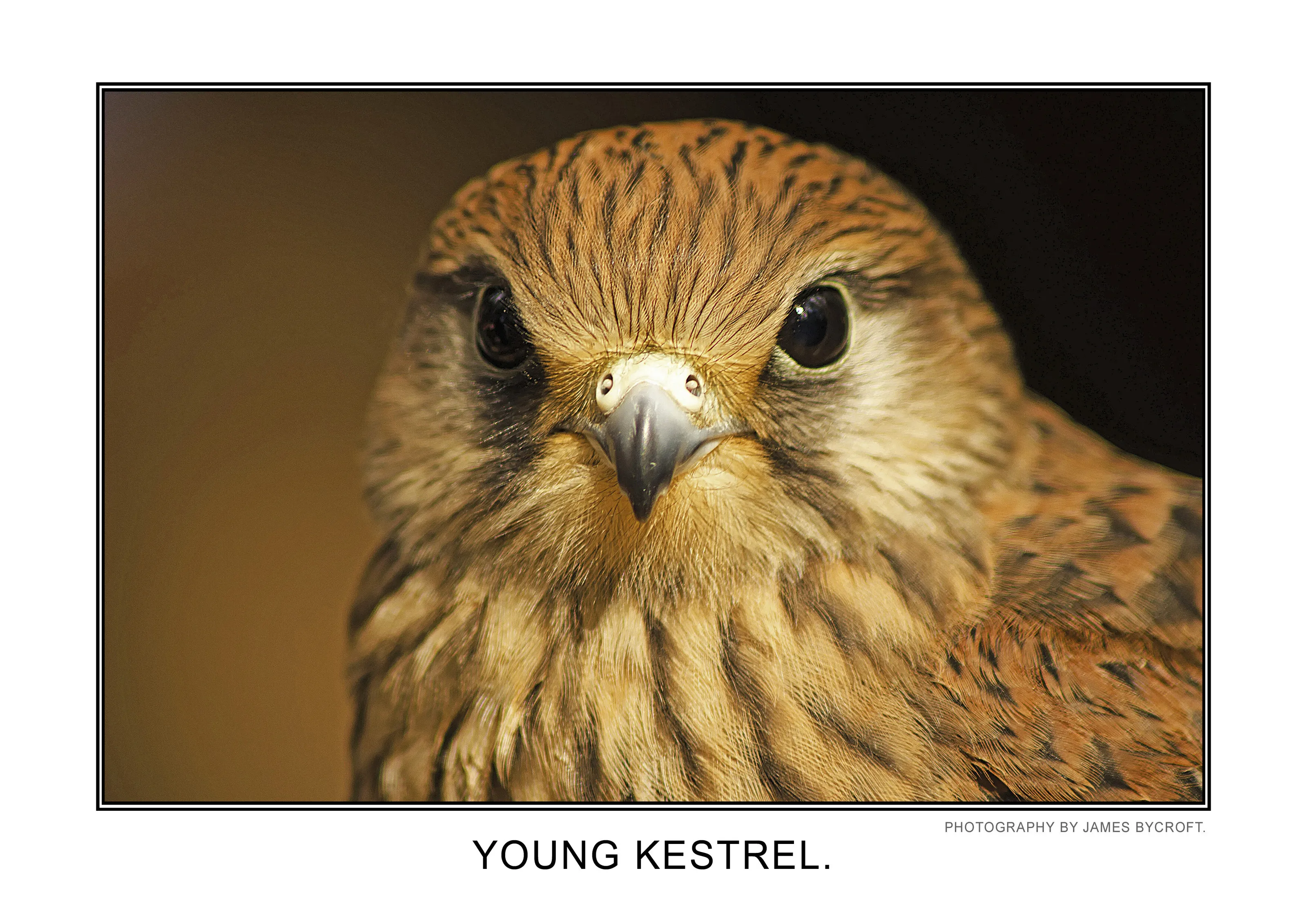 Young Kestrel