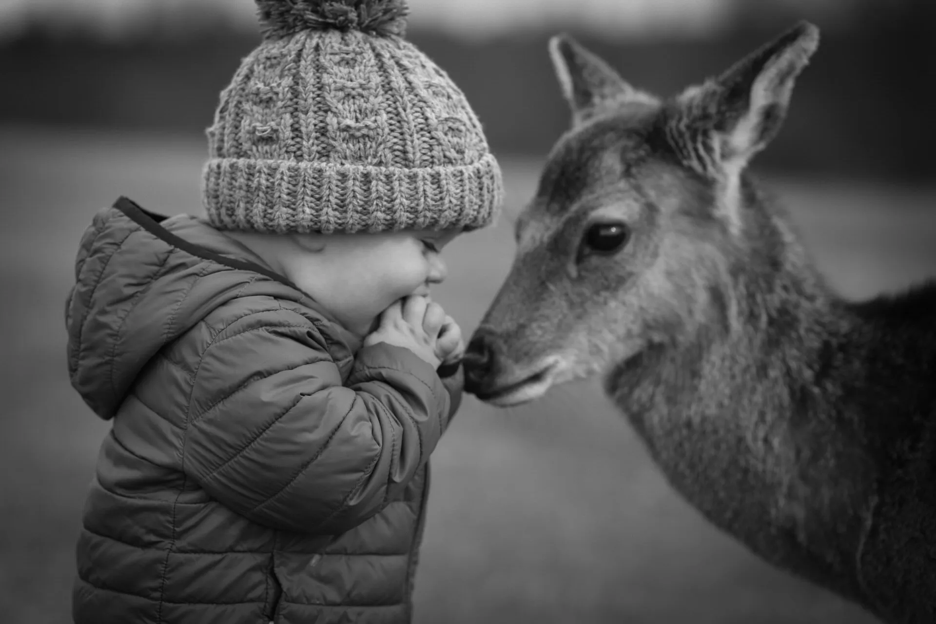 Dear O Deer