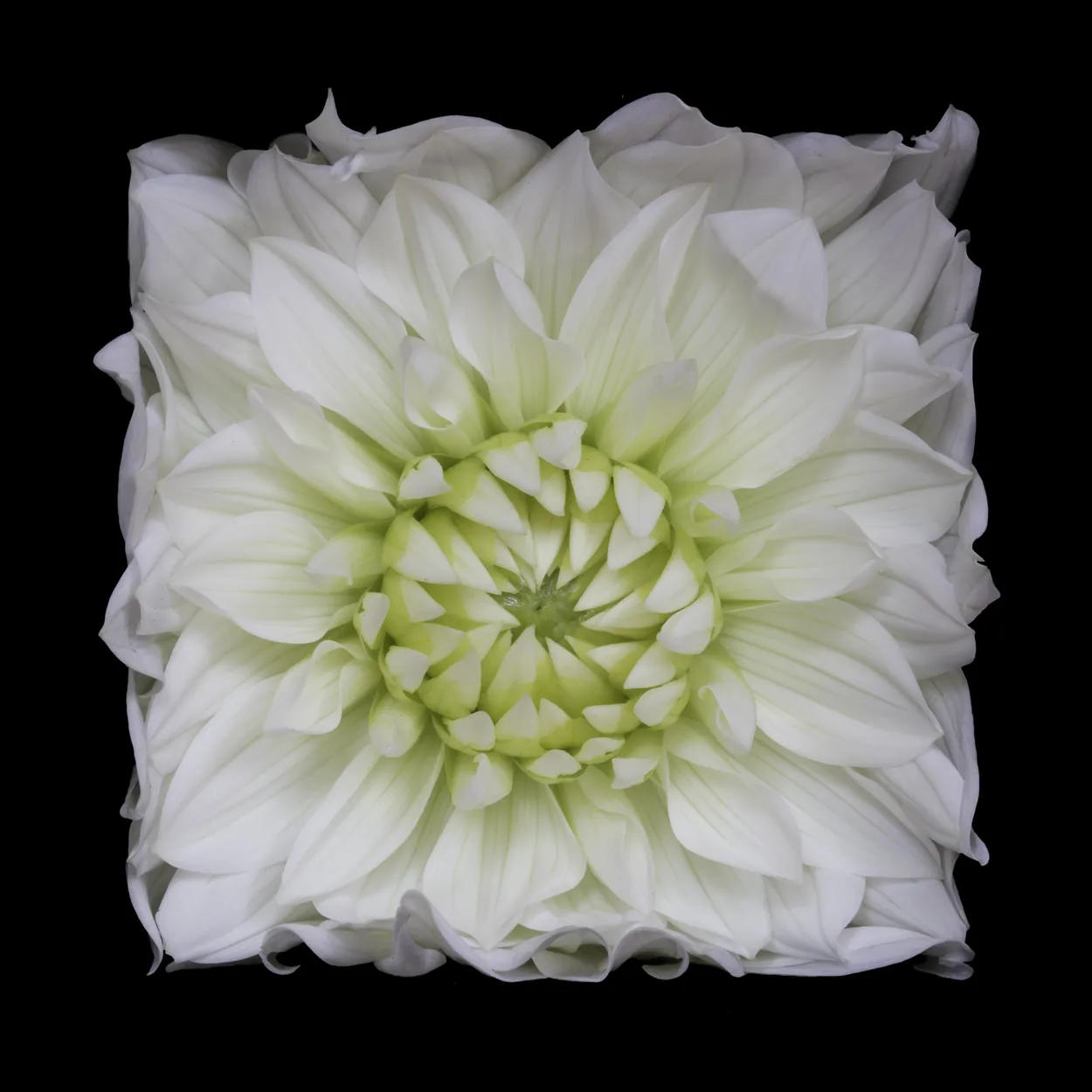 Dahlia