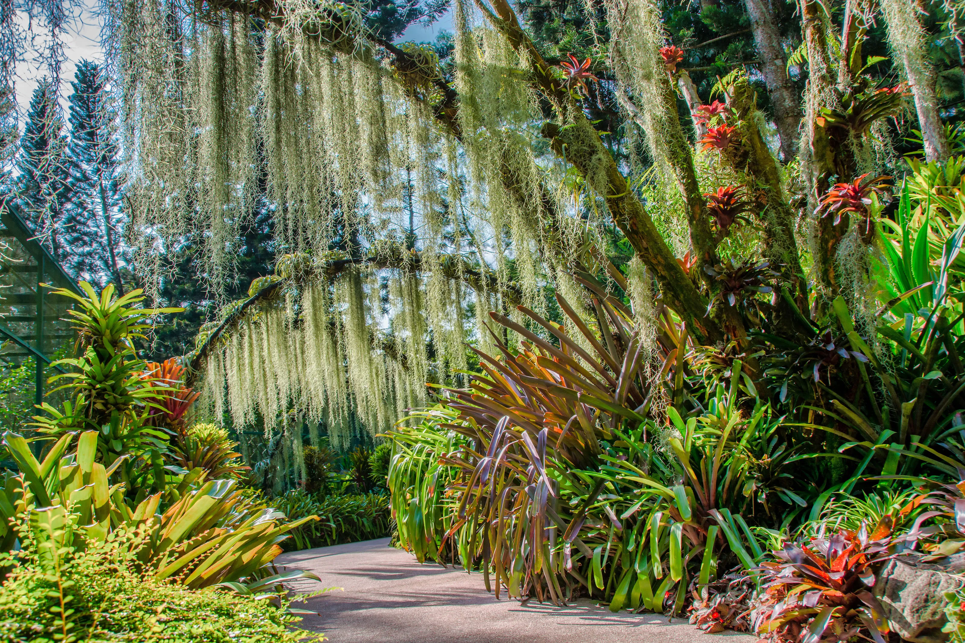 Singapore Botanic Gardens