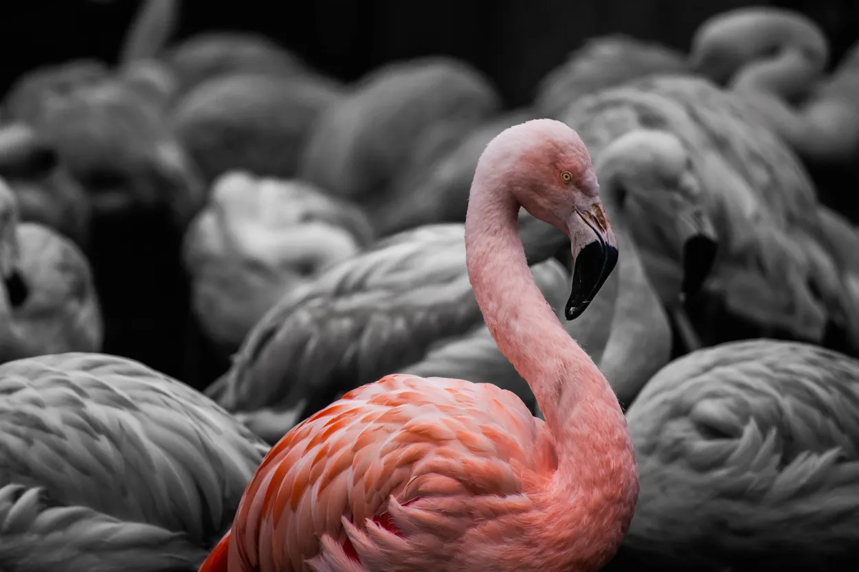 The Flamingo