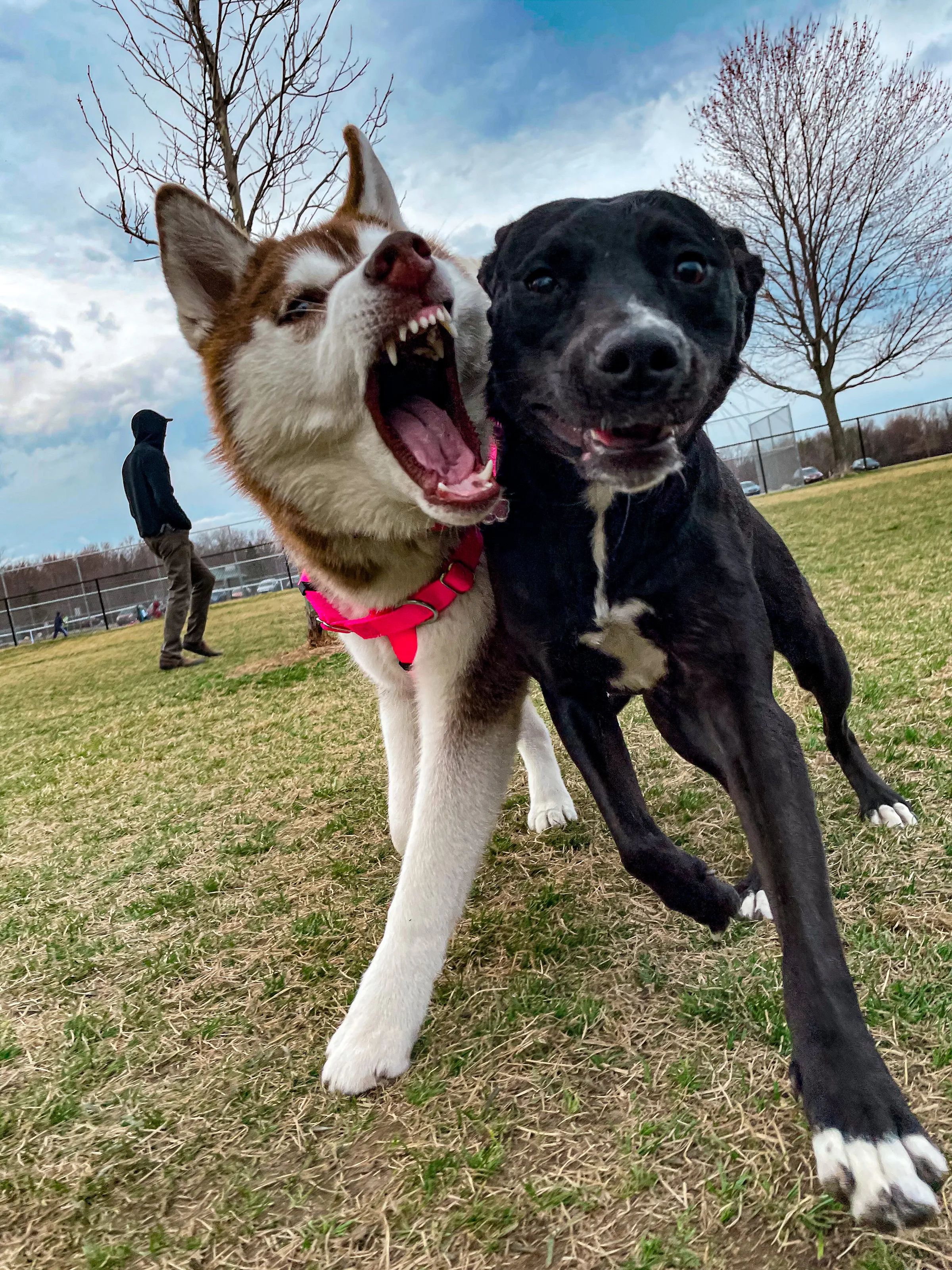 Making friends