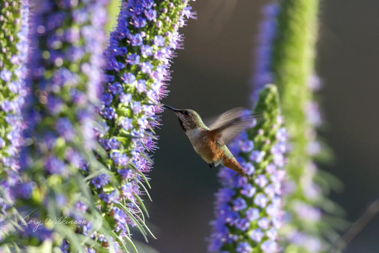 Hummingbird