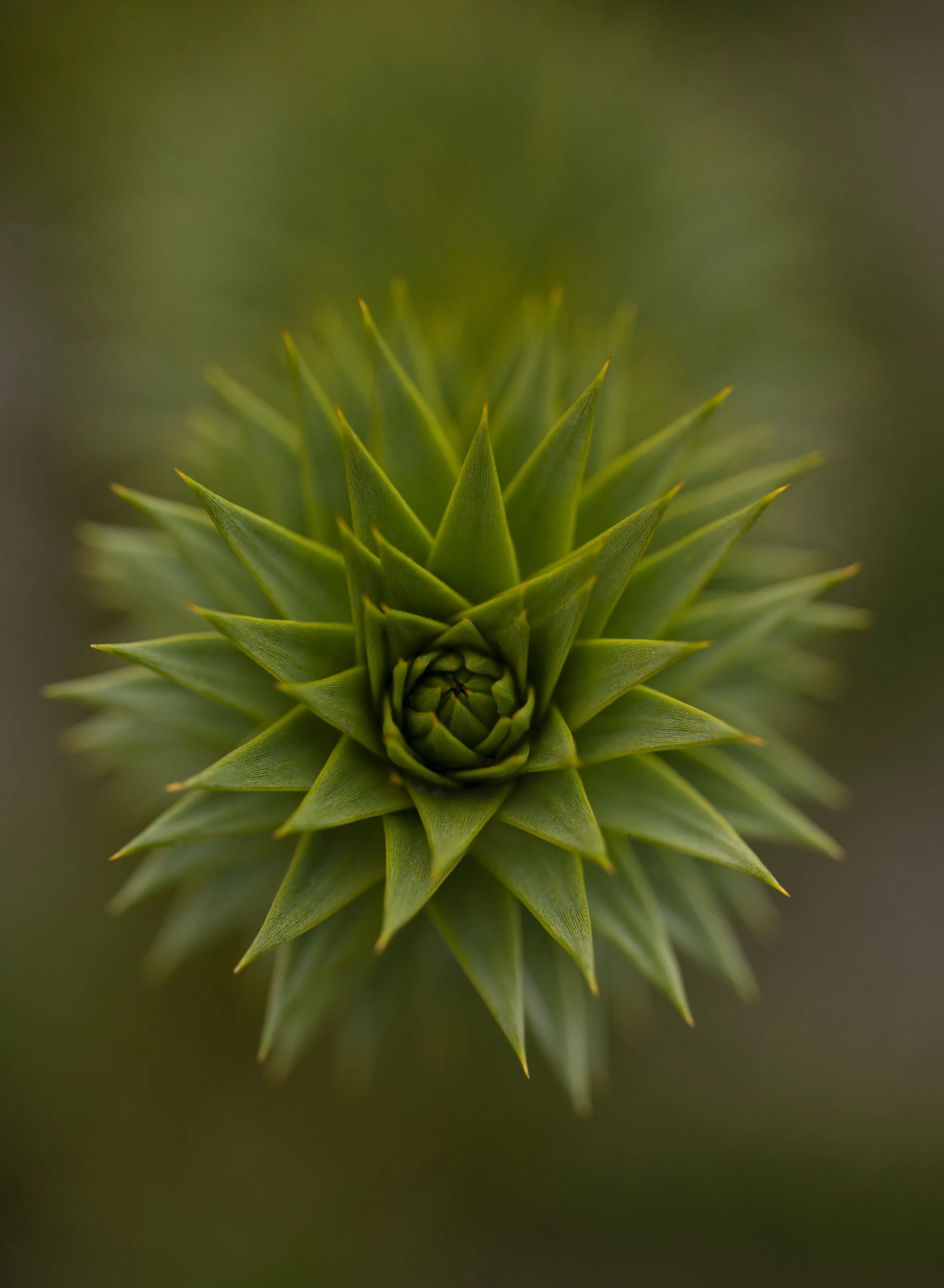 Complexity
