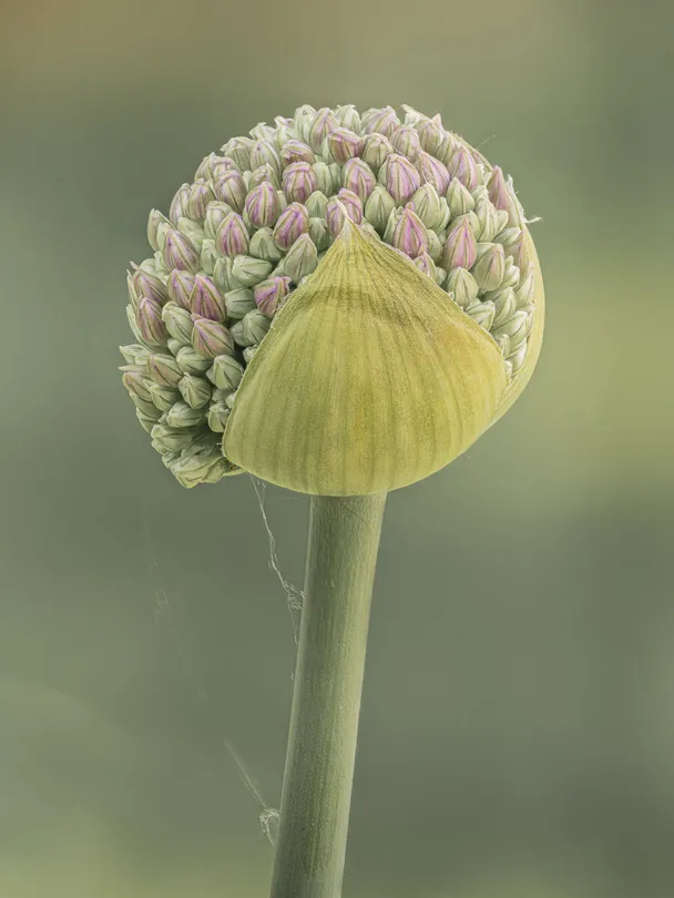 Young allium