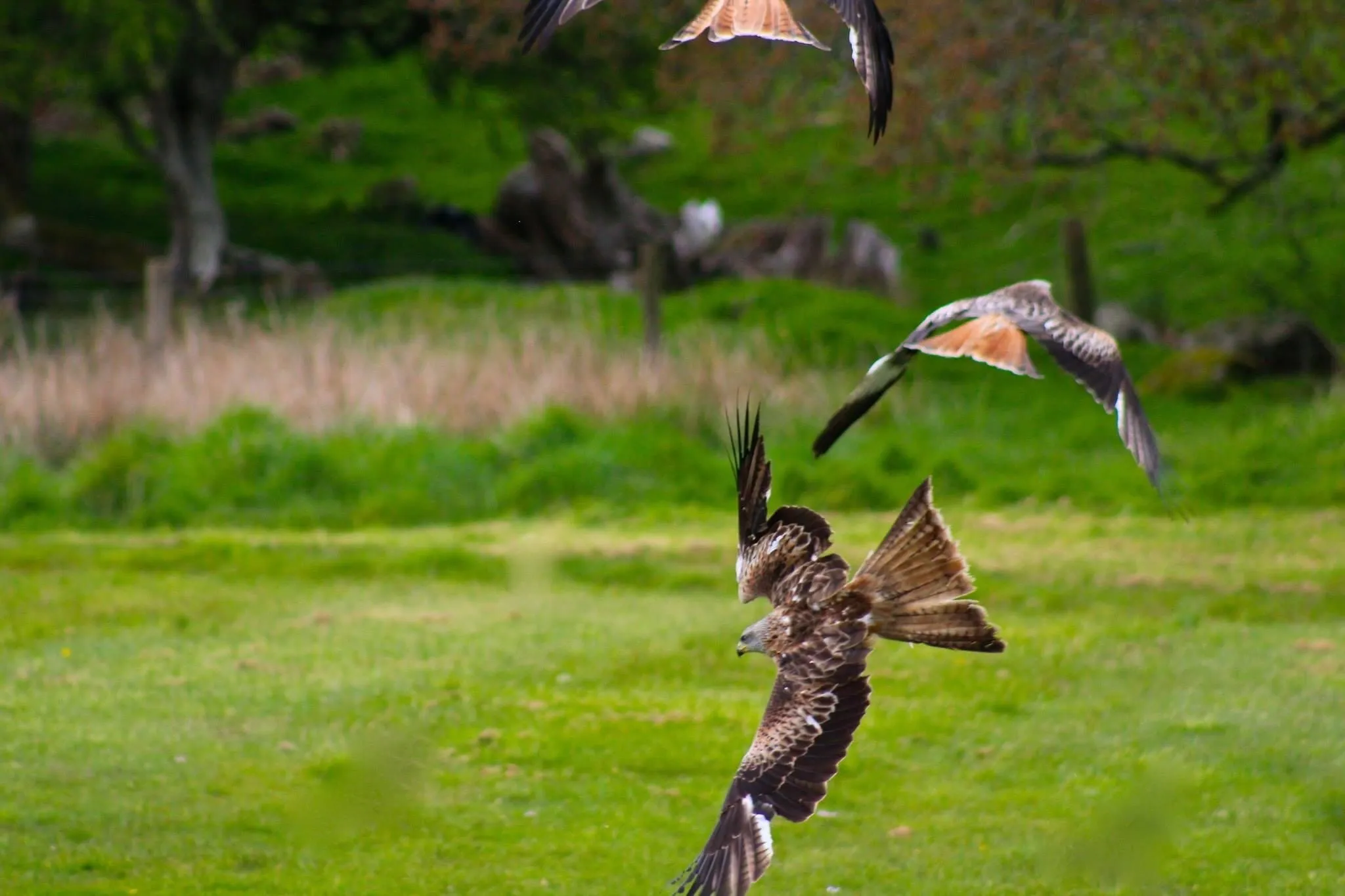 Red kites