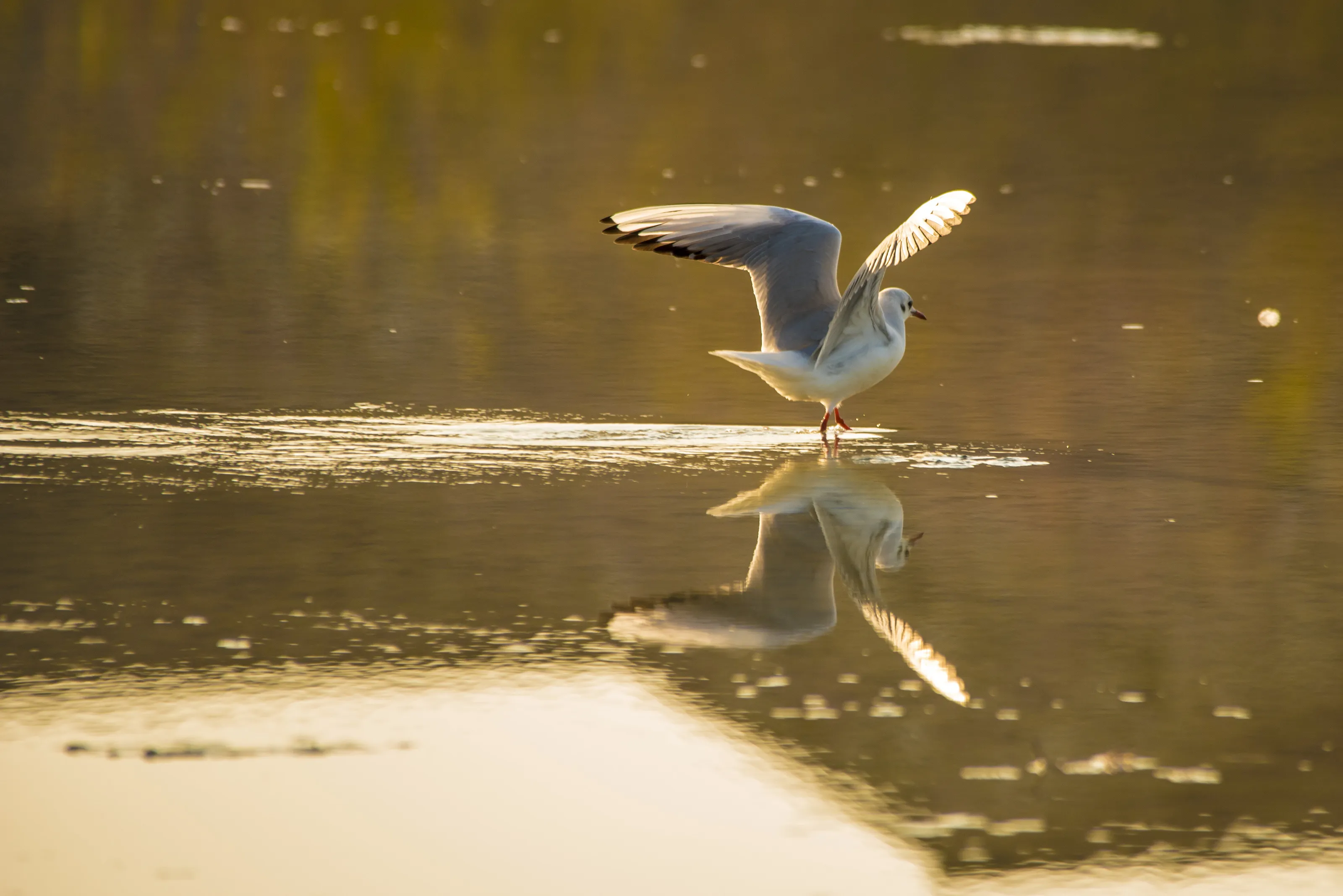 A sea gull is touching down the lake