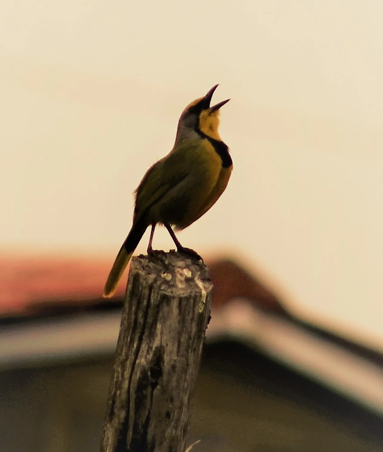Unable to ID bird