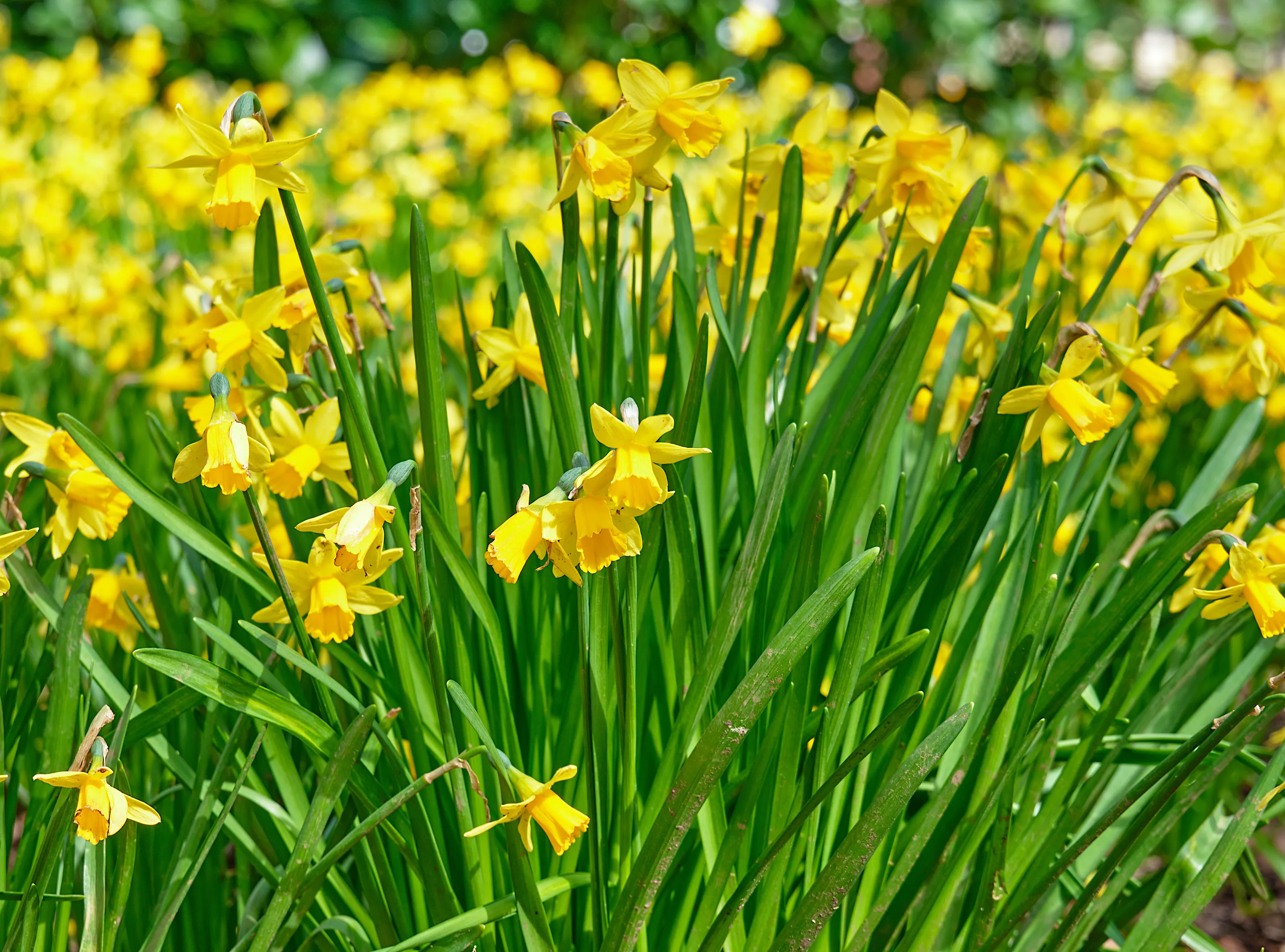 Daffodils