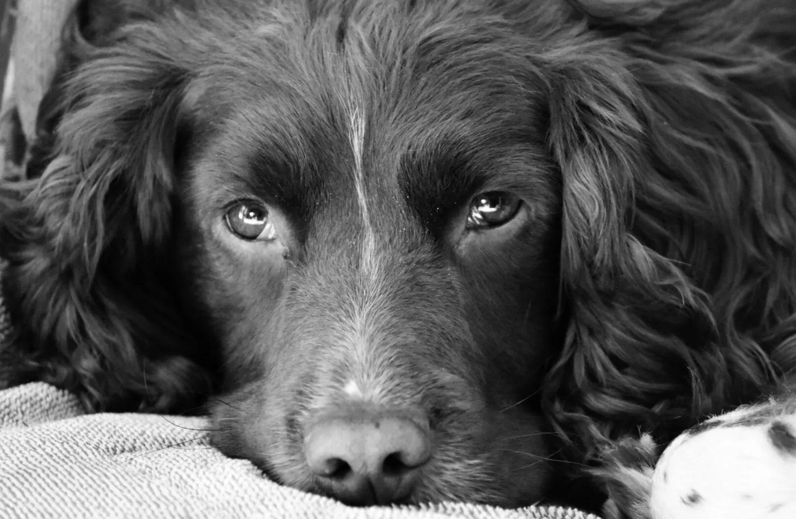 Sprocker