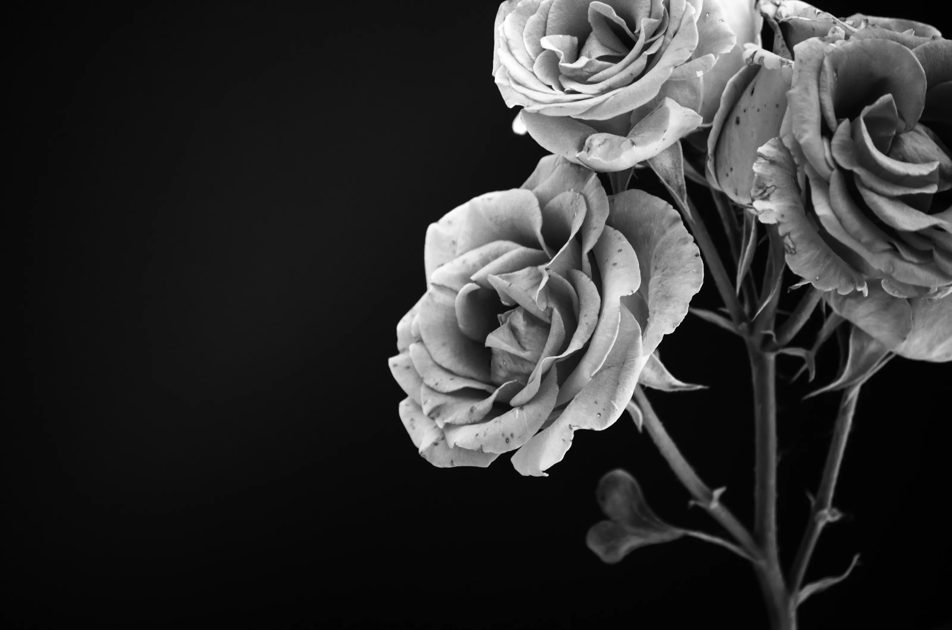 Three Roses & One Heart-Shaped Leaf