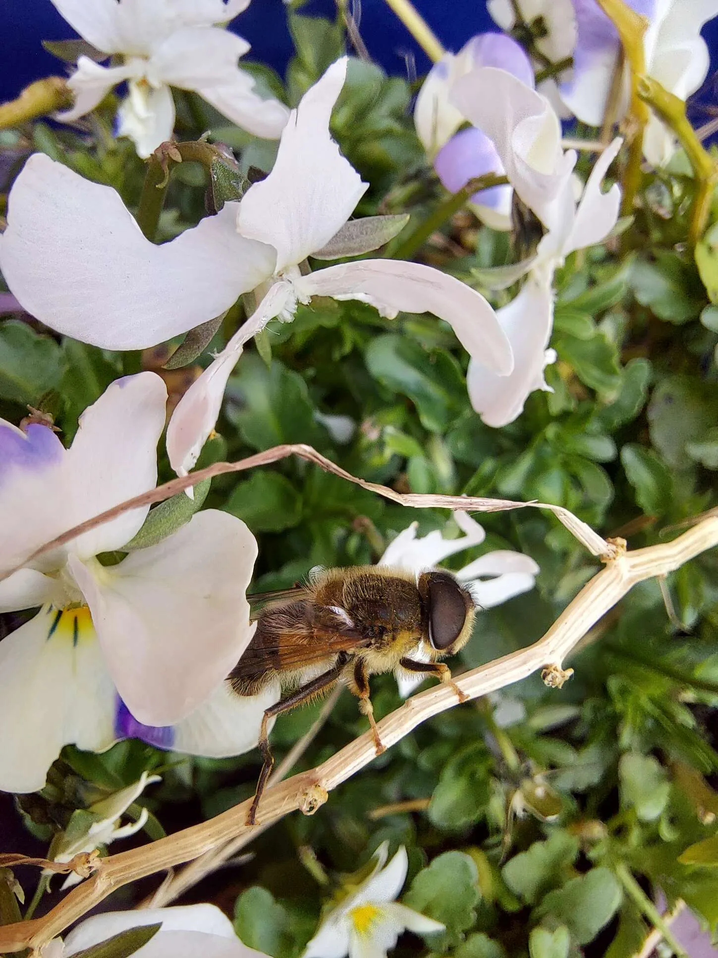 Bee