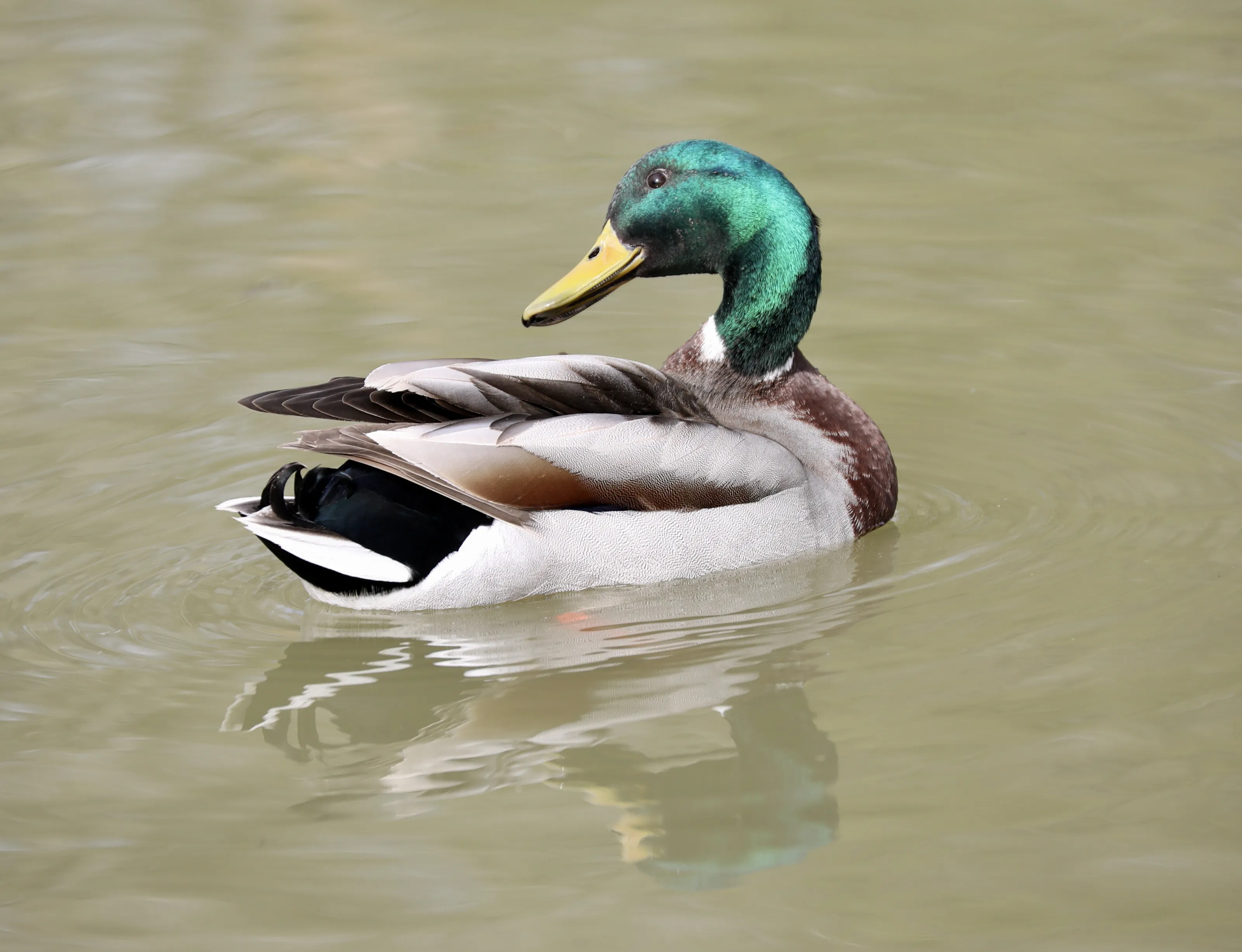 Out for a Duck