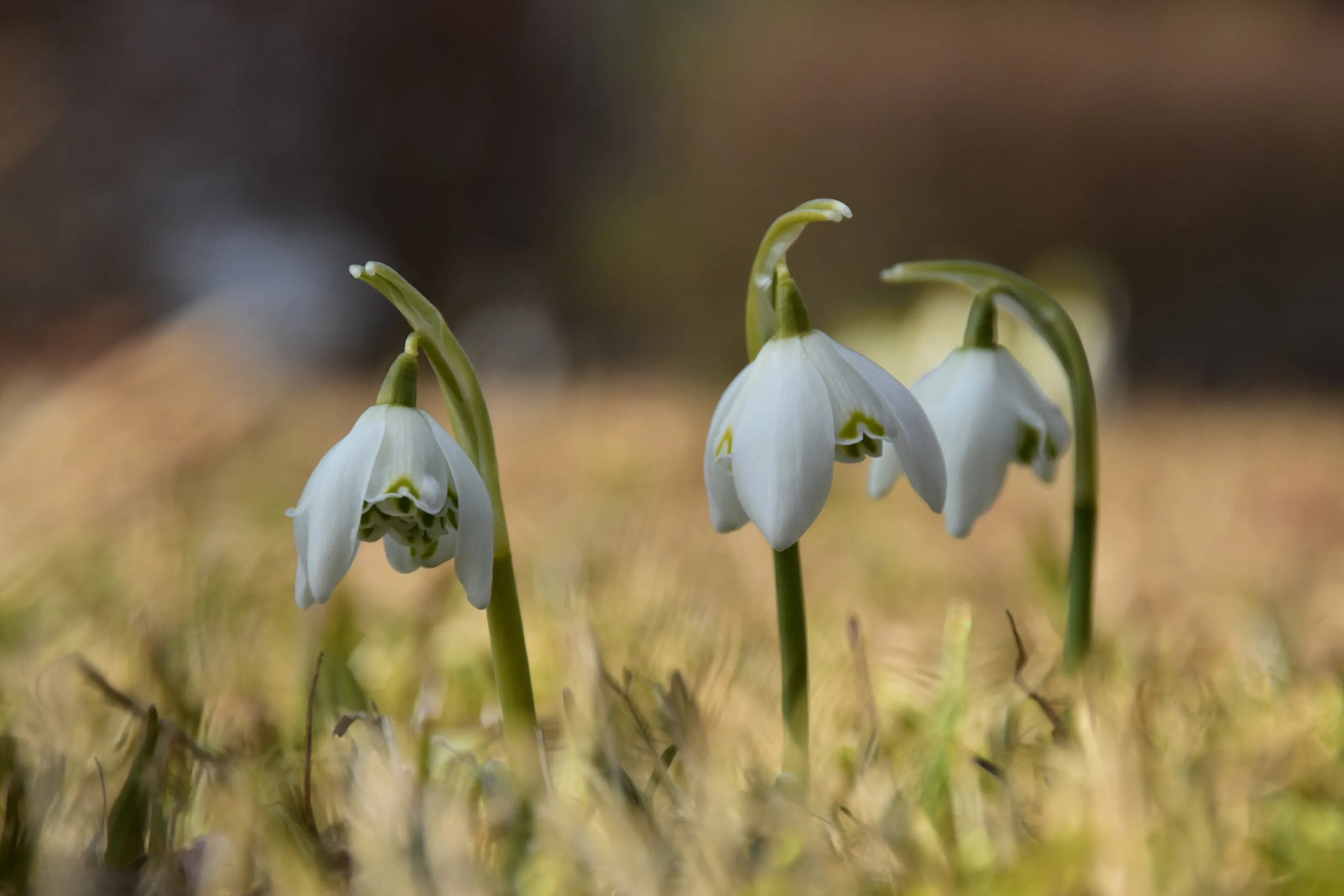 Leucojum vernum / Spring Snowflake / märtsikelluke