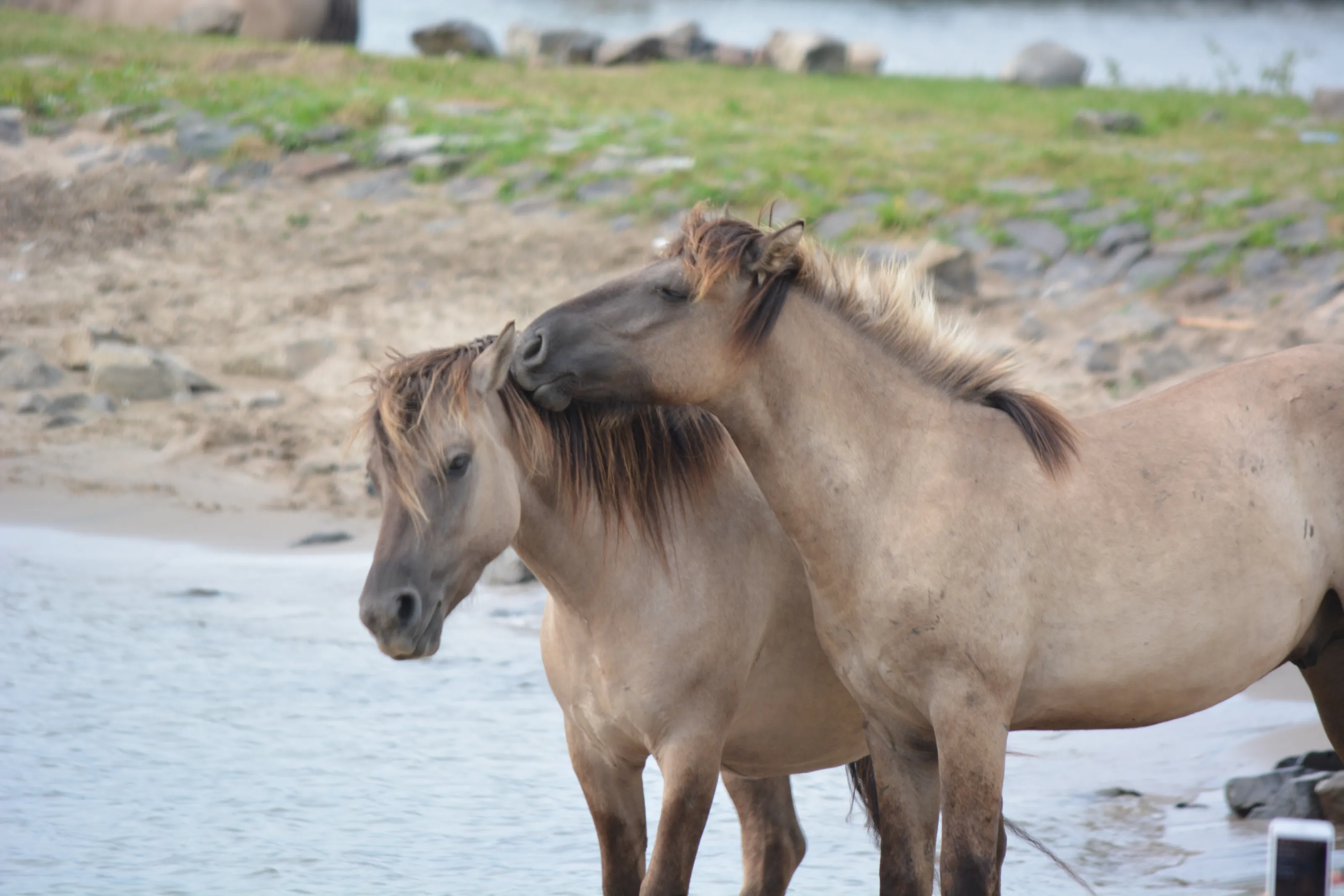Wild Horses