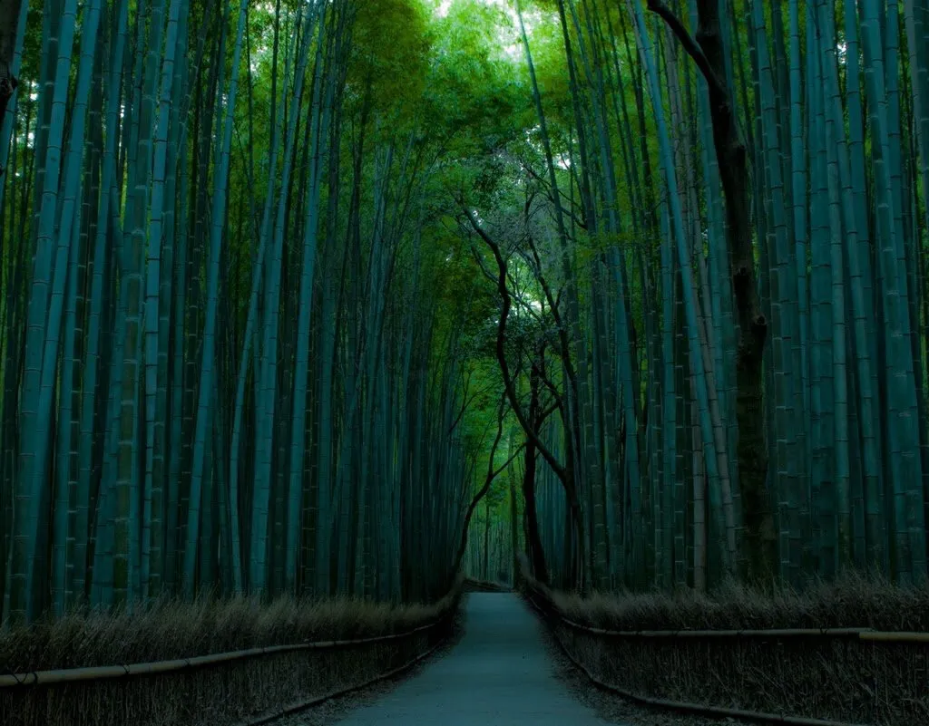 Arashiyama Bamboo Grove