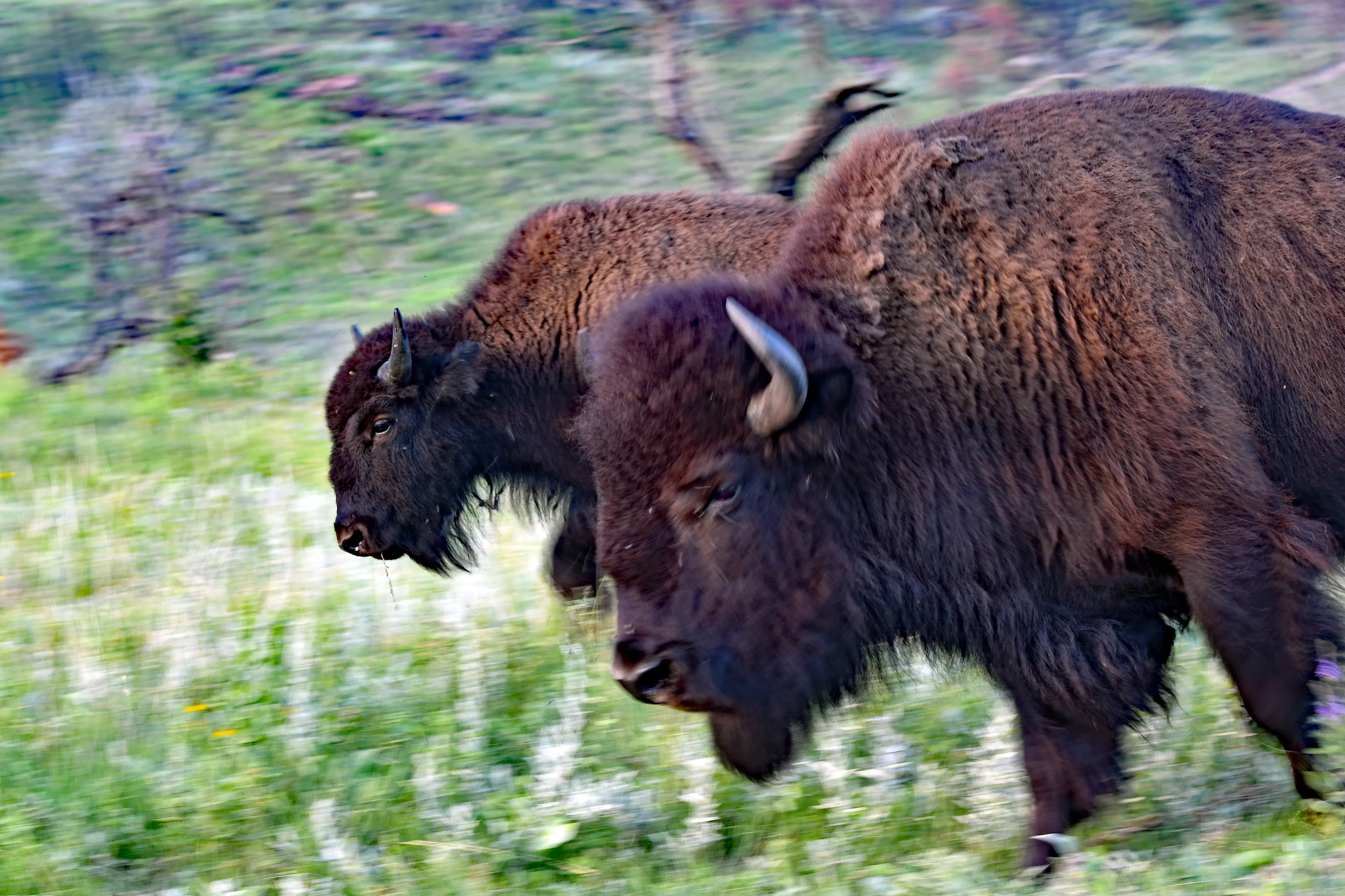 Buffalo