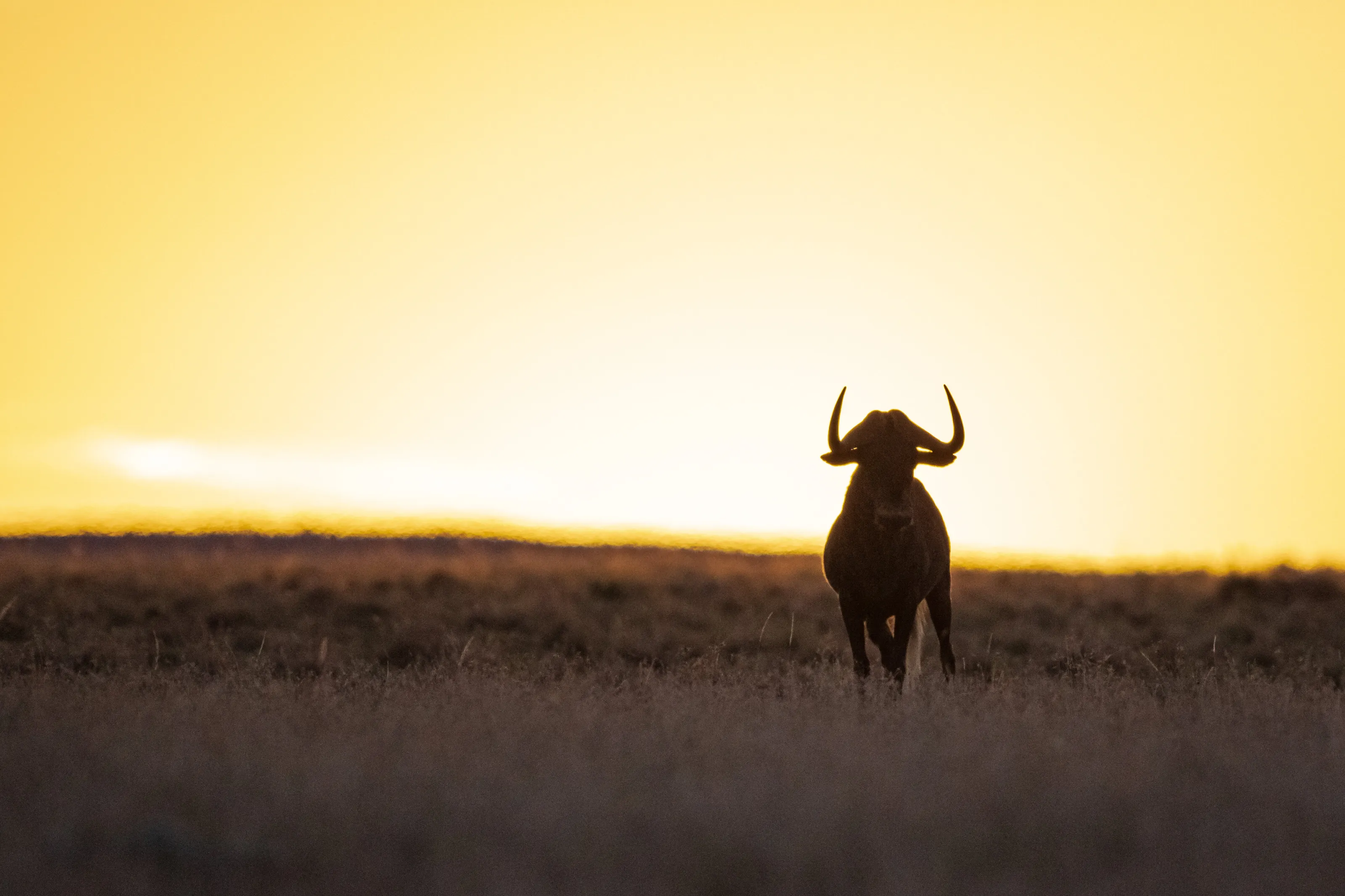 Black Wildebeest semi-silhouette
