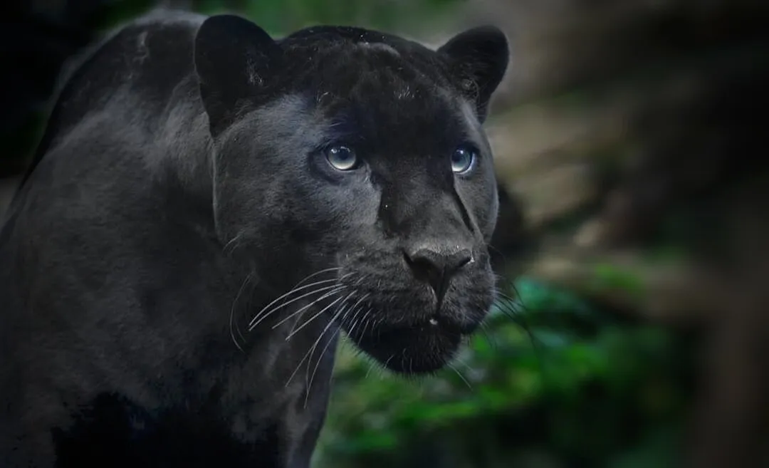 Black Leopard