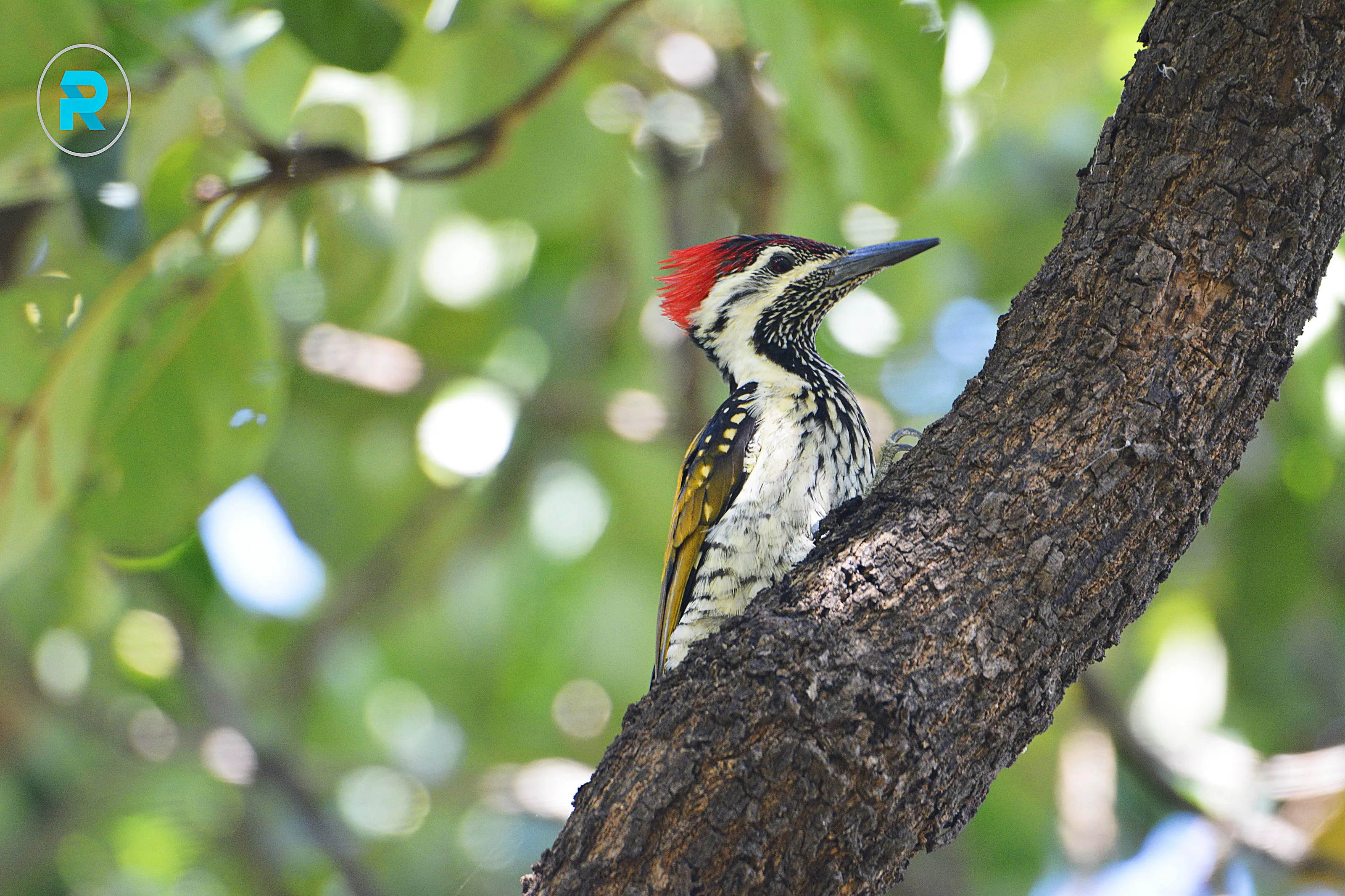 Woodpecker