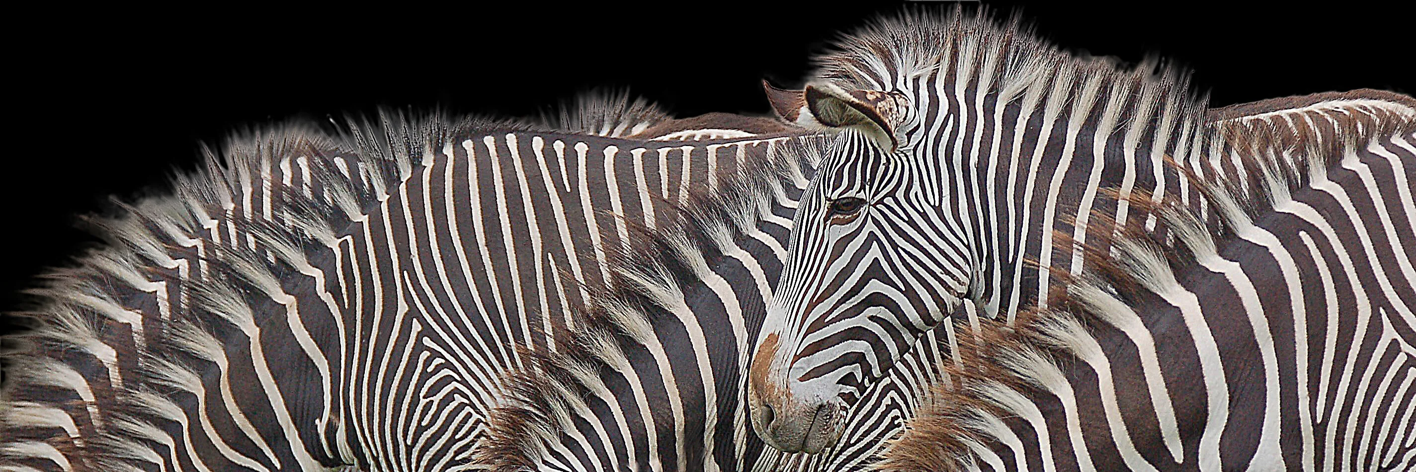 Grevy Zebra