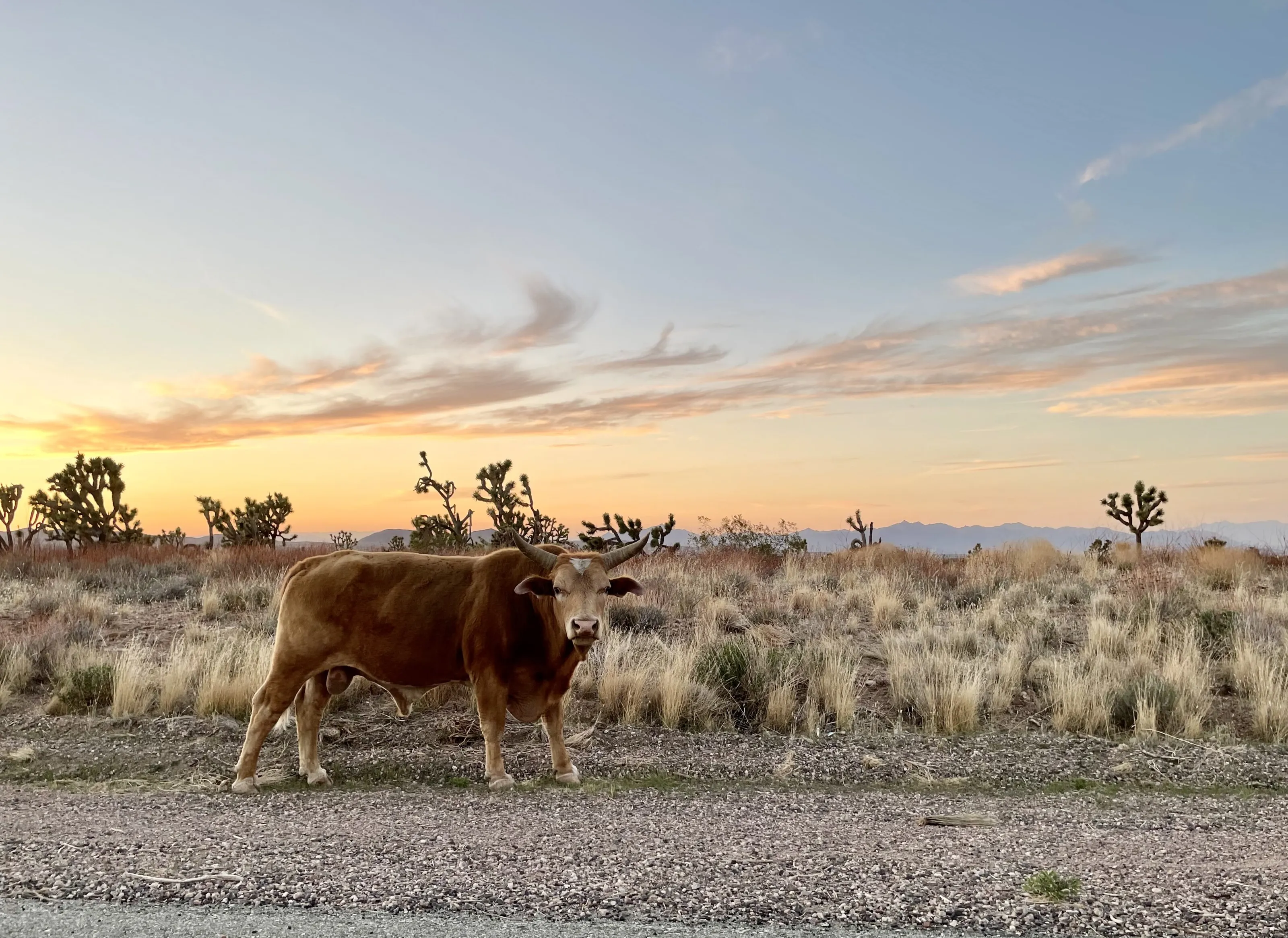 Majestic beast grazing the Mohave desert