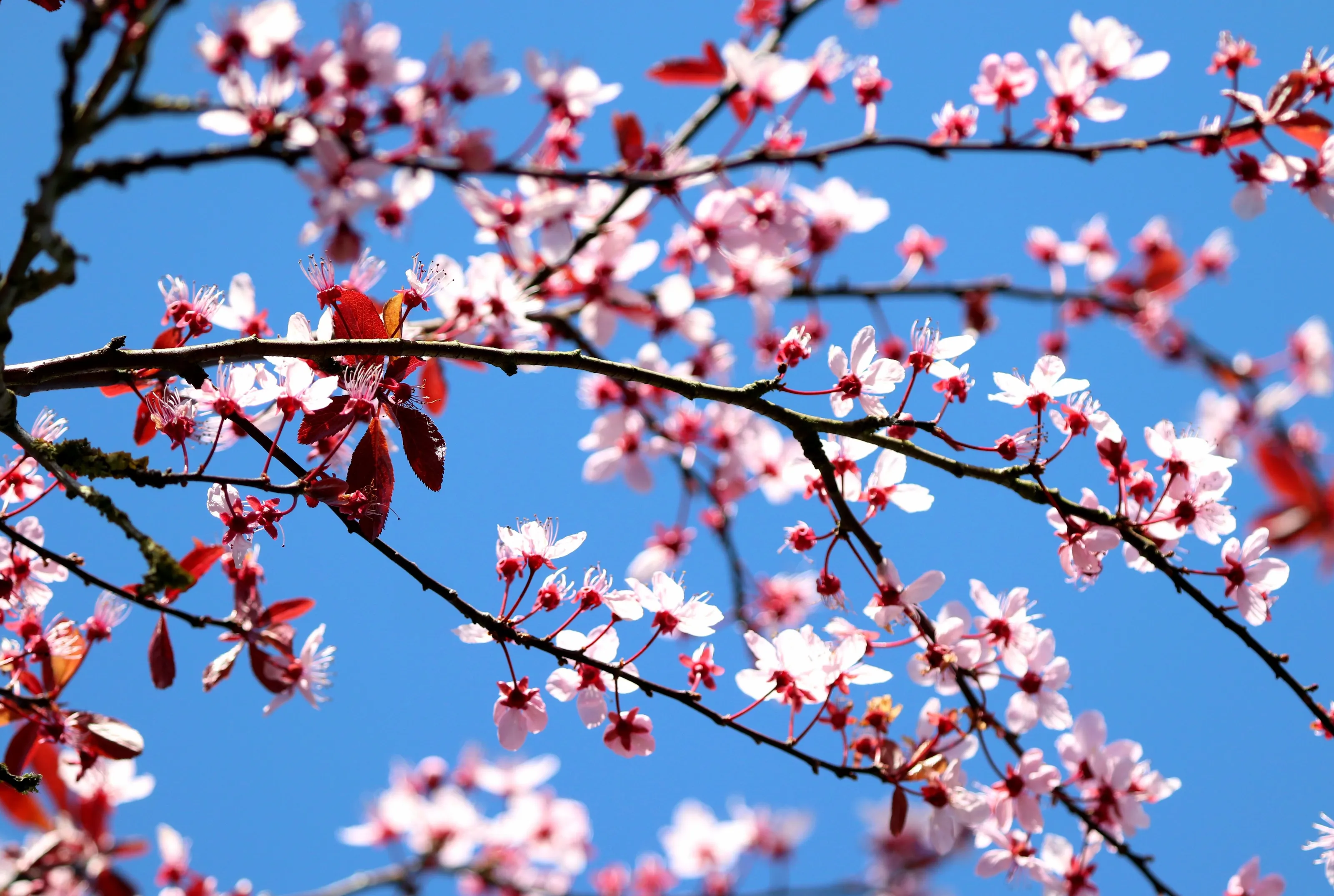 Spring Cherry Blossom
