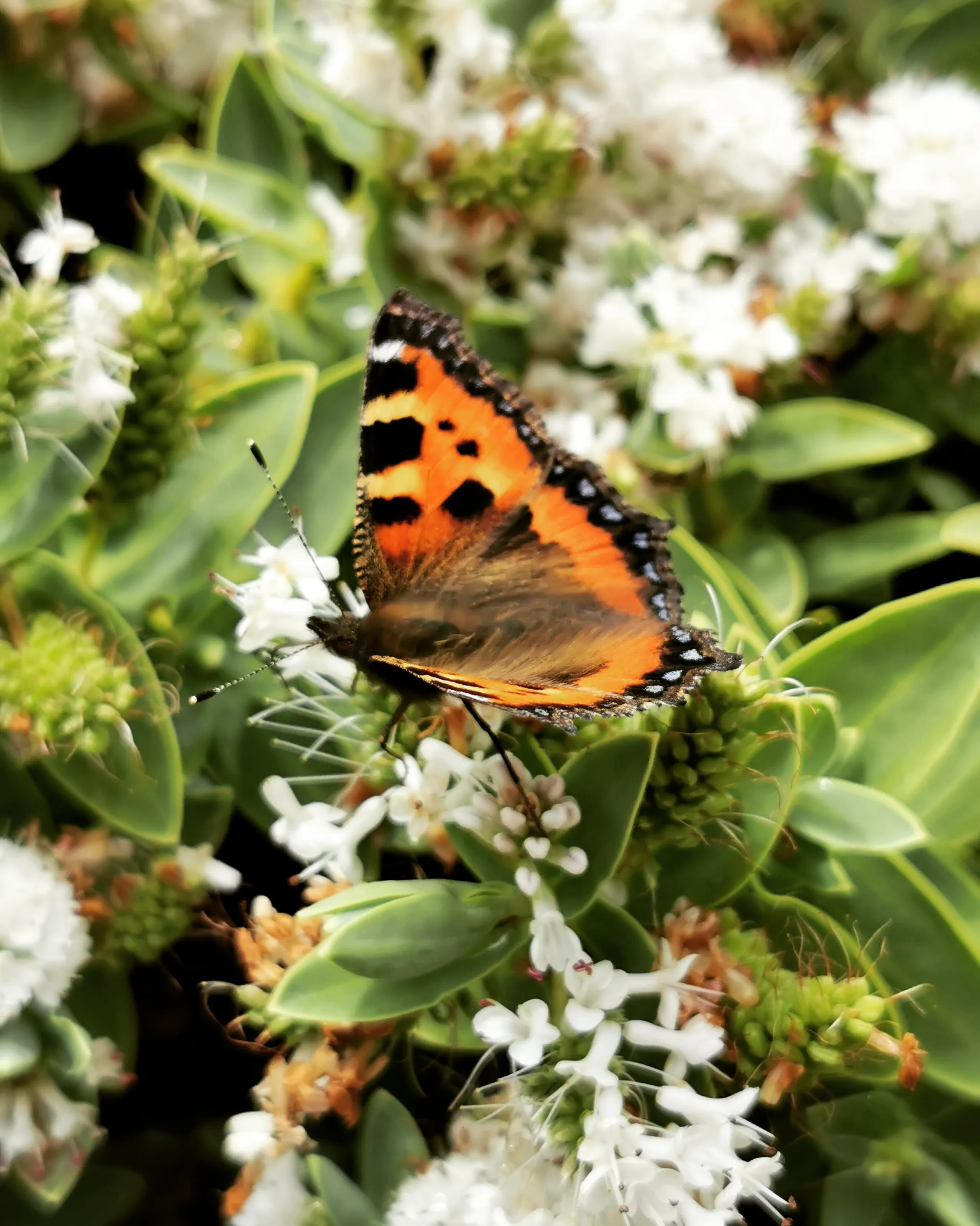 Butterfly Resting.